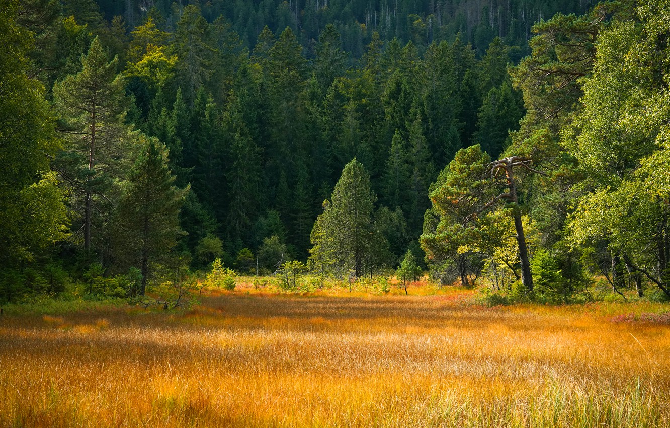 Wallpaper autumn, forest, grass, glade, ate, meadow, pine, yellow image for desktop, section пейзажи