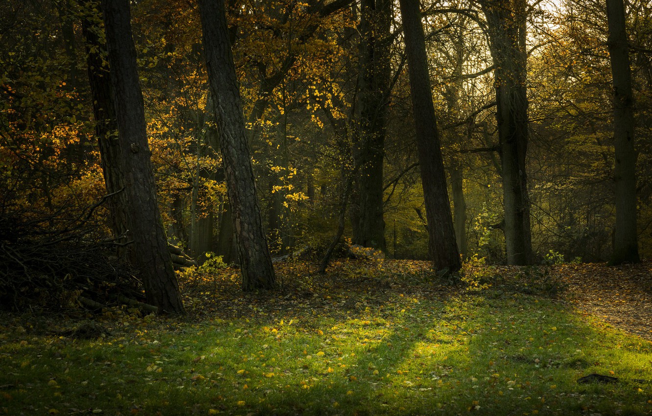 Wallpaper trees, Forest, Meadow image for desktop, section пейзажи