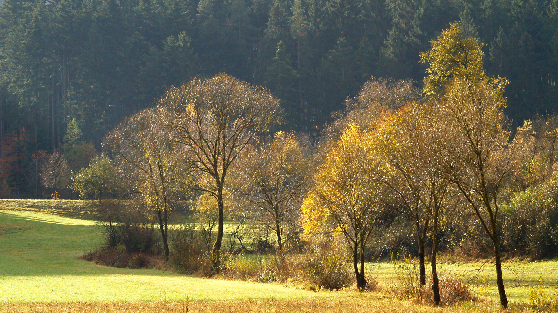 1920x1080 trees, needles, field, forest, meadow, Autumn