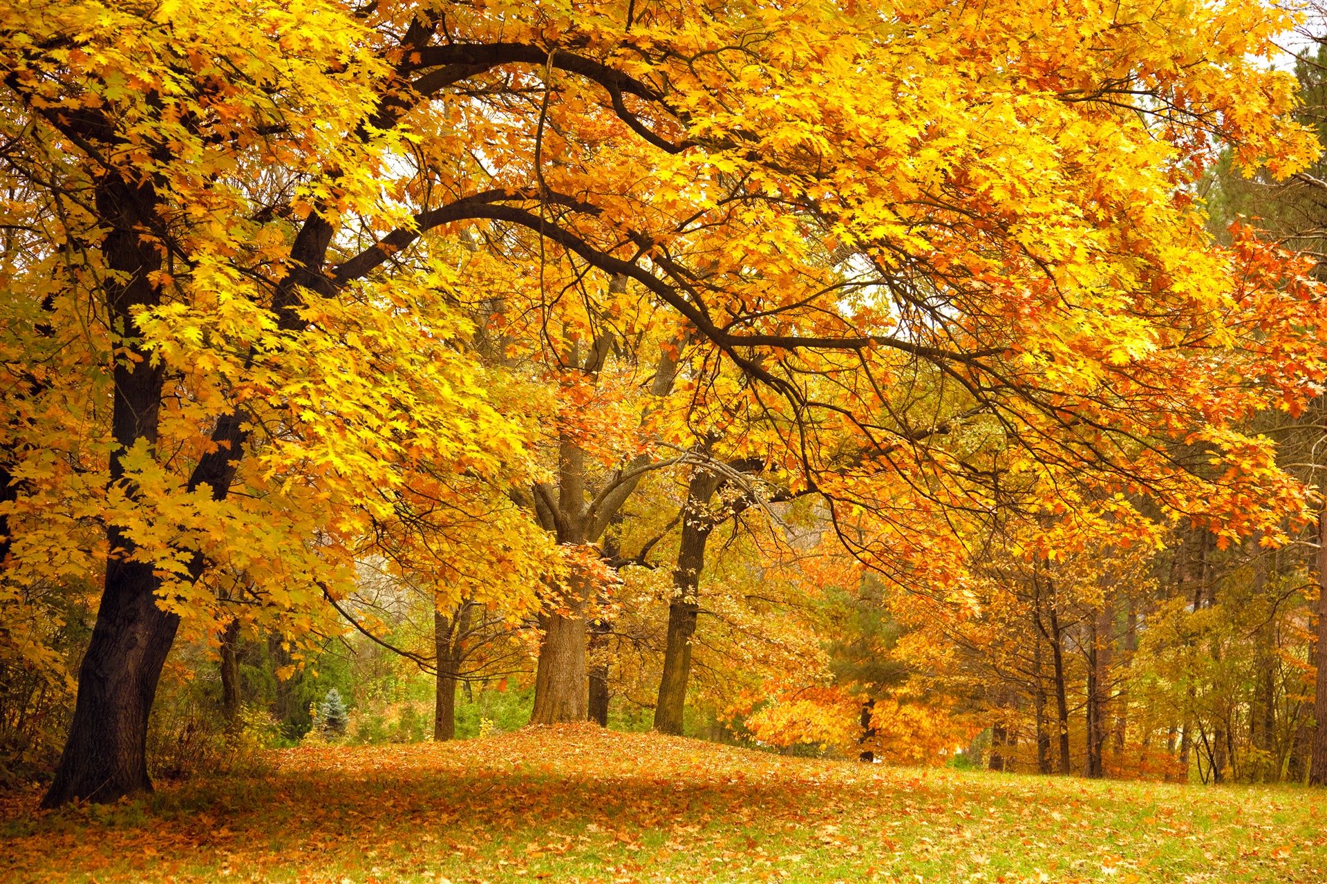 Parque, #amarillo, #prado, #ramas, #paisaje, #bosque, #otoño, #deja, #naturaleza, #árboles. Autumn forest, Landscape walls, Background for photography