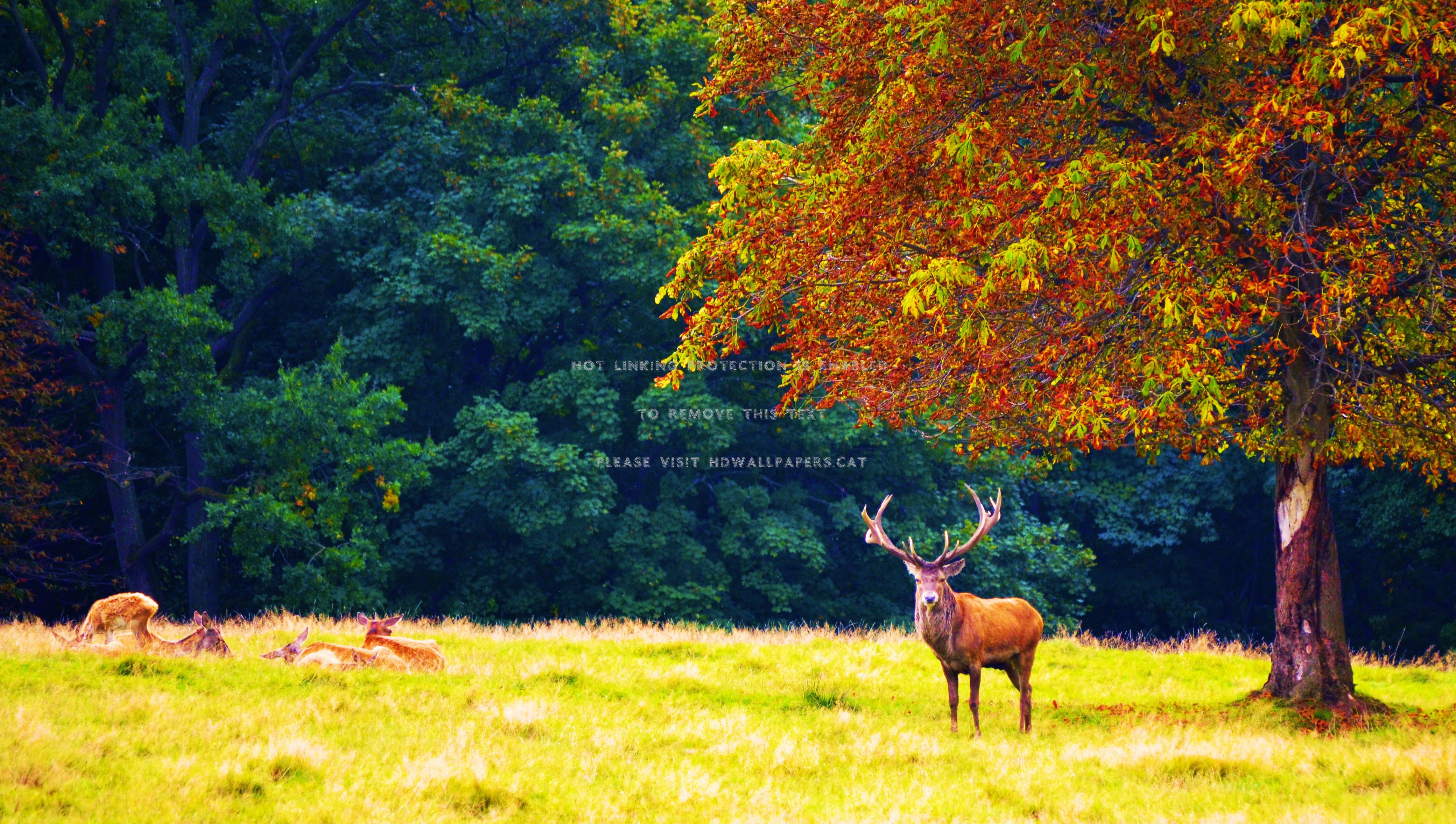deer in autumn trees forest meadow colors