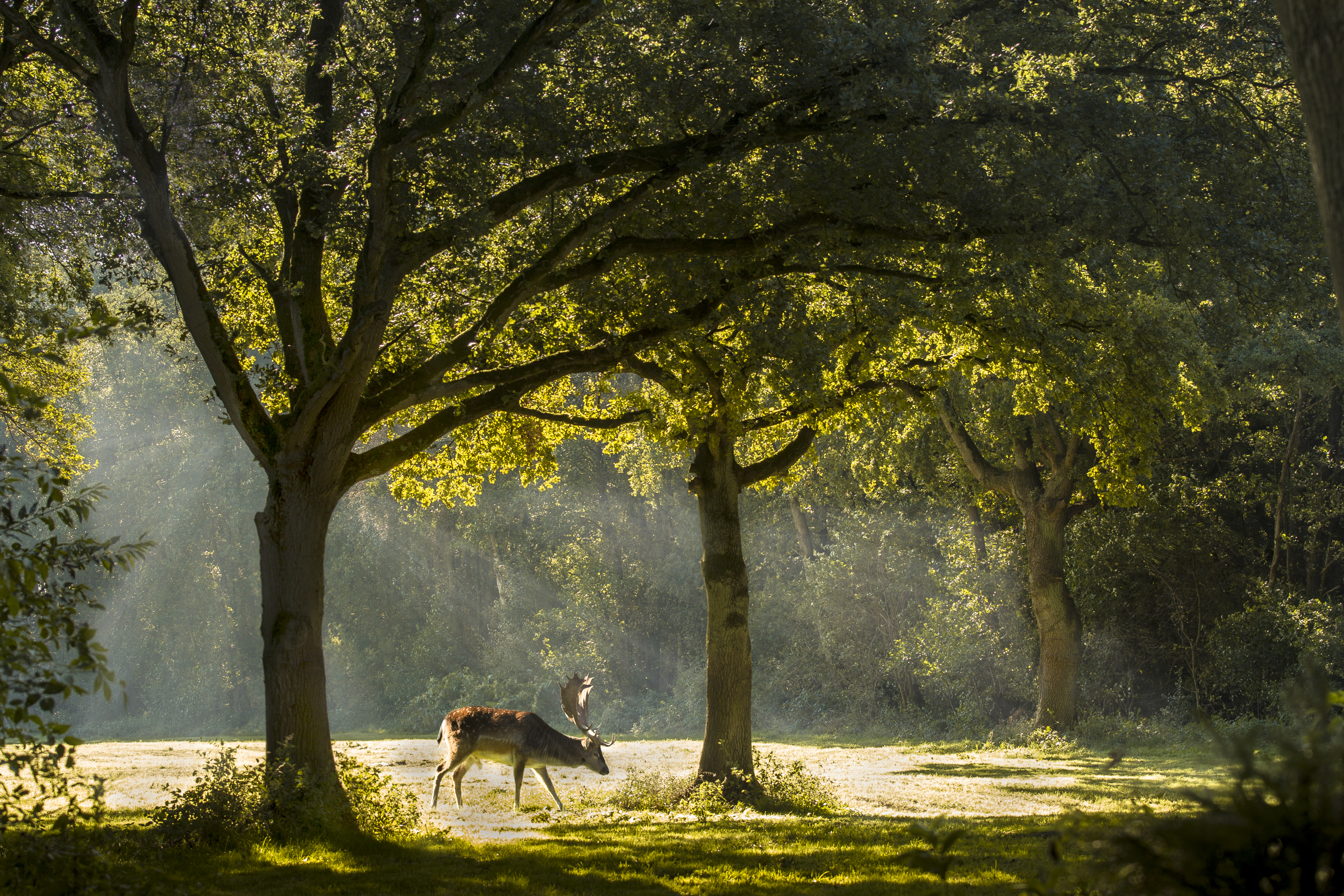 Wallpaper, nature, tree, woodland, green, ecosystem, leaf, woody plant, grove, wildlife, grass, branch, sunlight, pasture, morning, path, landscape, deciduous, autumn, biome, grassland, old growth forest, meadow, field, spring, savanna 5184x3456