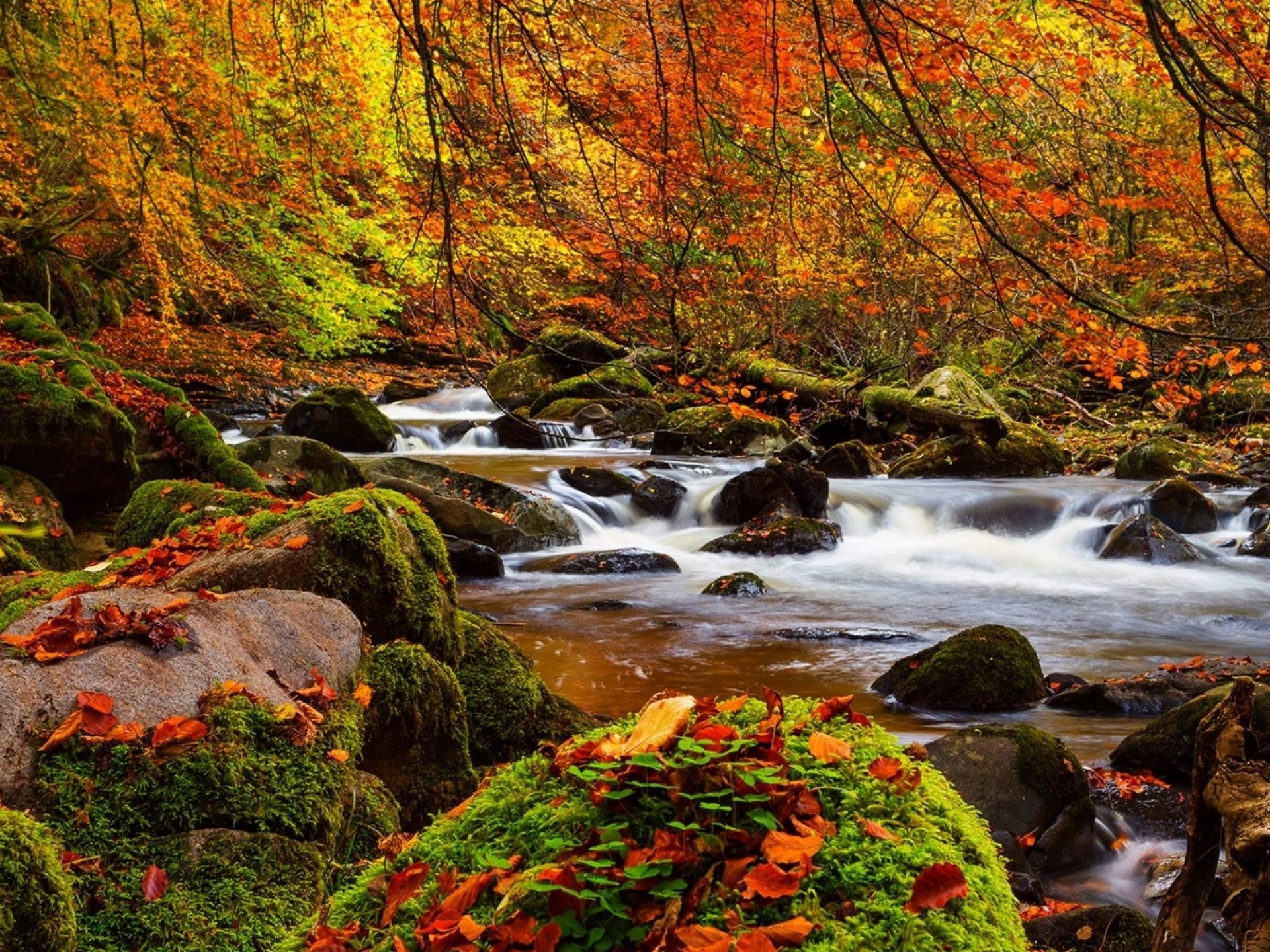 Fall Forest Stream Stones, Moss Trees Ultra 3840x2160 Wallpaper HD, Wallpaper13.com