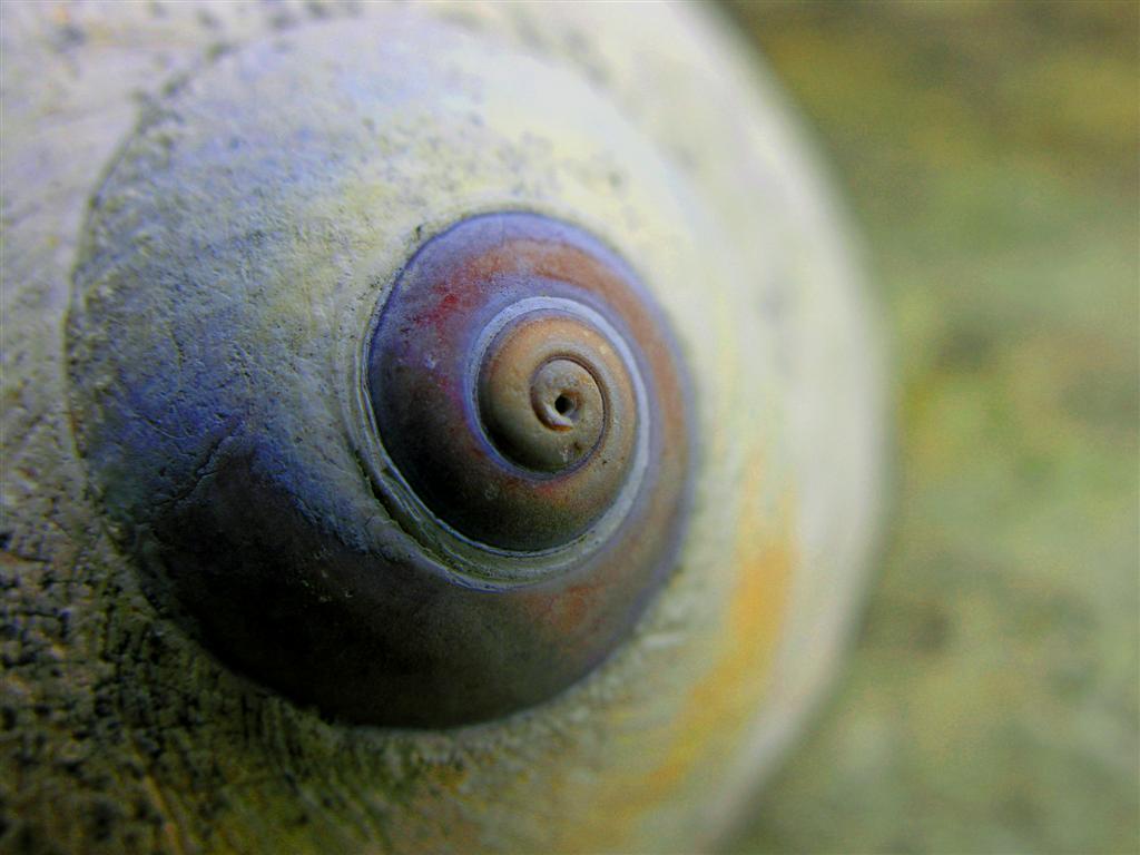 Moon Snail By Nongo Photography Sea Undersea