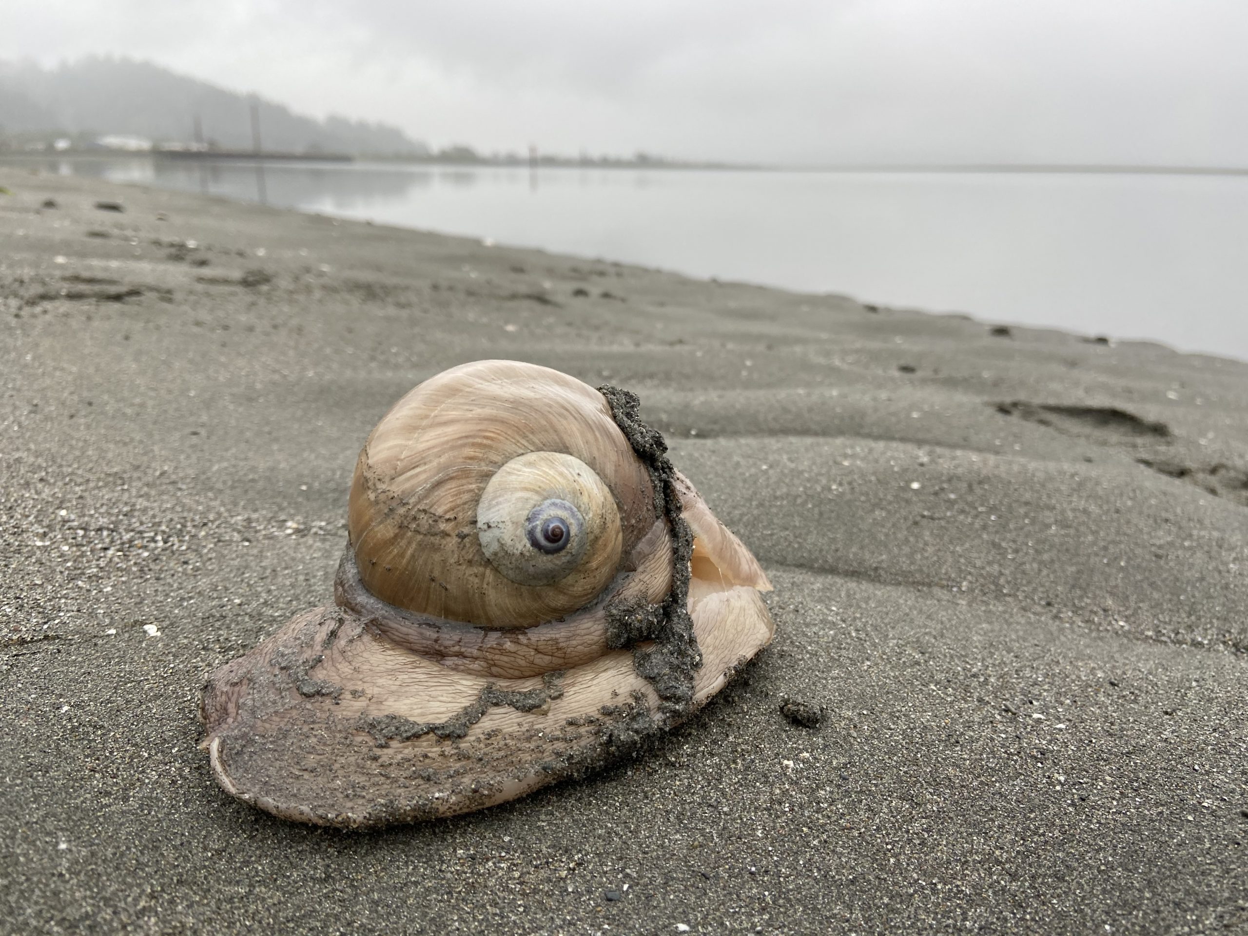 Creature Feature: Moon Snail (Conqueror of Clams)