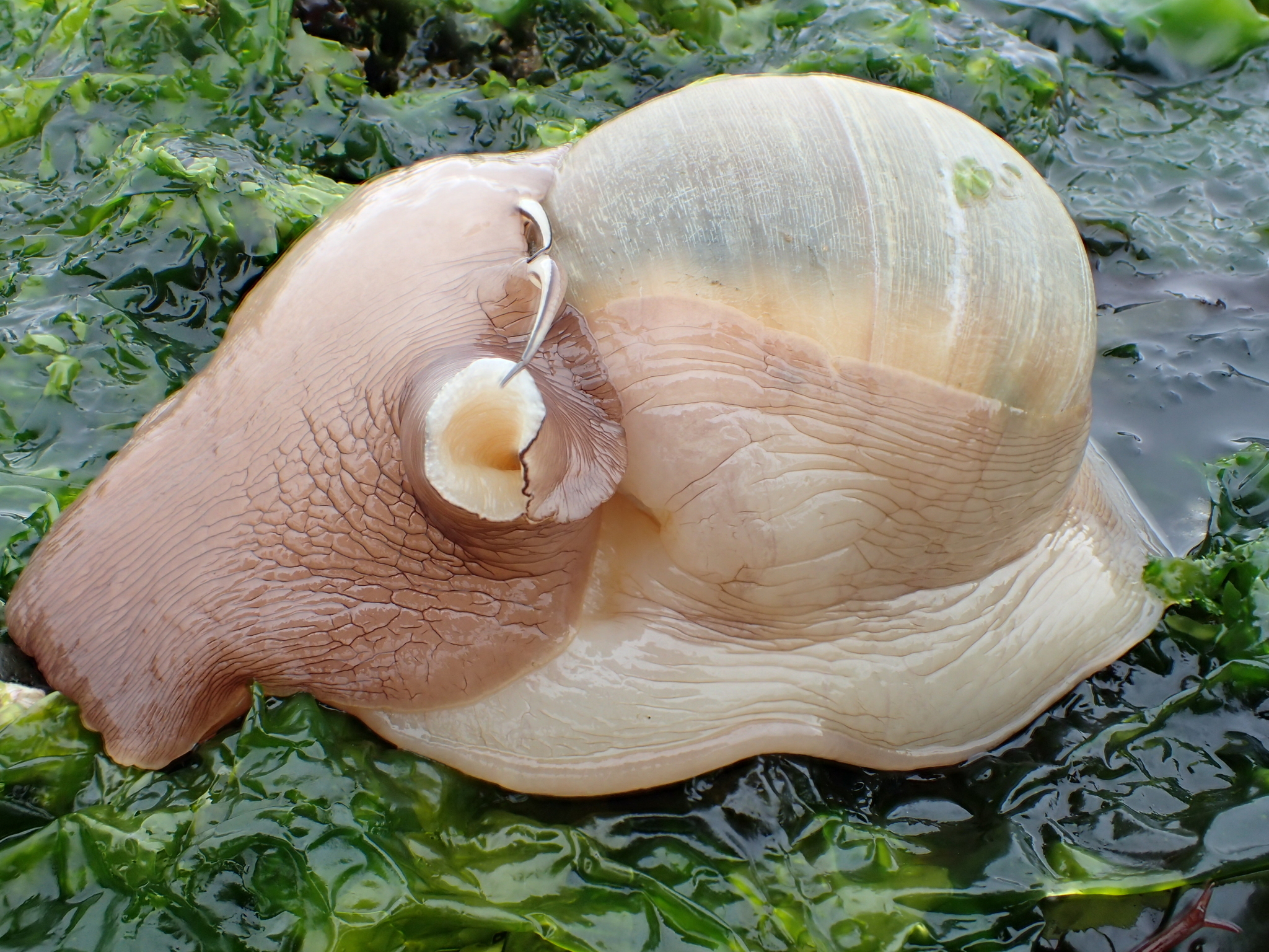 moon snail of Life