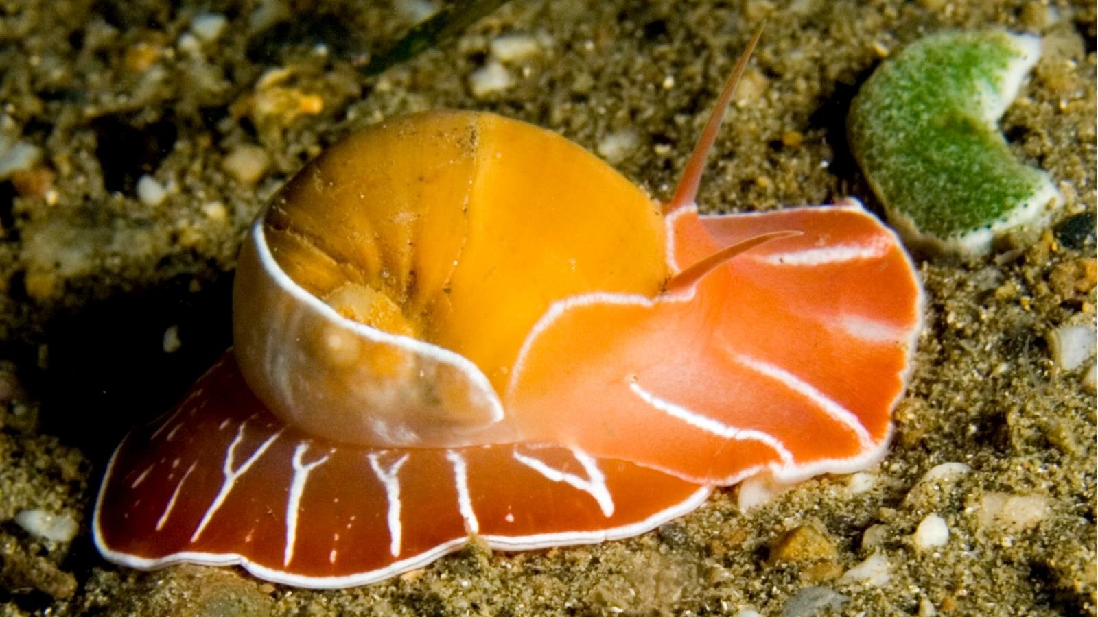 Northern Moon Snail Wallpaper and Background Imagex900