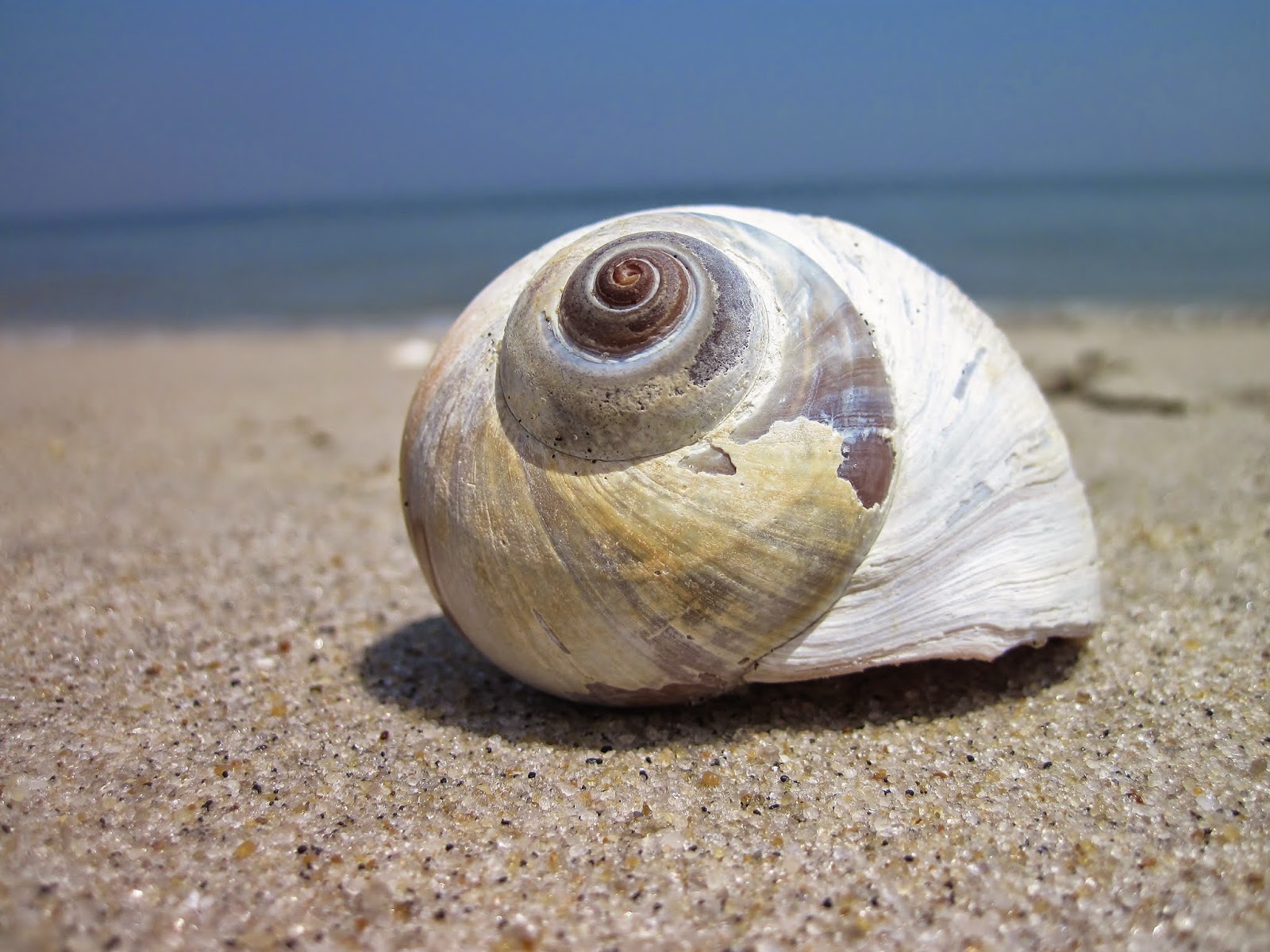 Moon Snail Wallpapers Wallpaper Cave