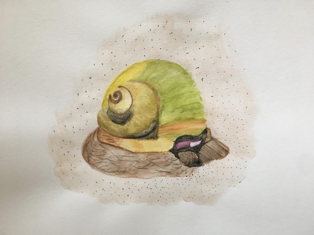 Moon Snail (Naticidae)