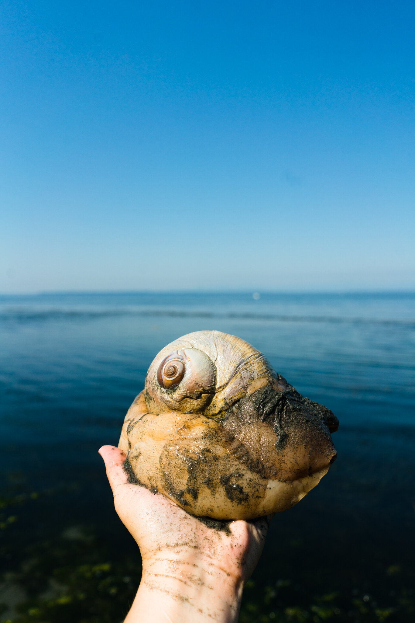 Close Encounters of the Snail Kind