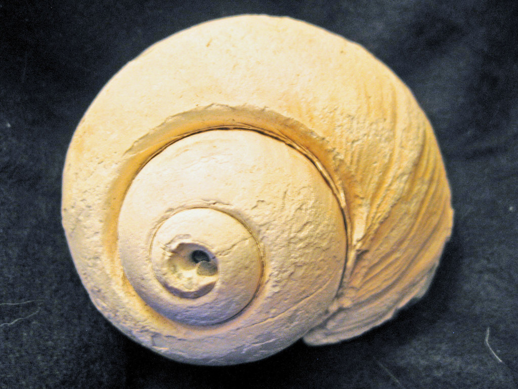 Fossilized Moon Snail Shell. fossilized moon snail shell