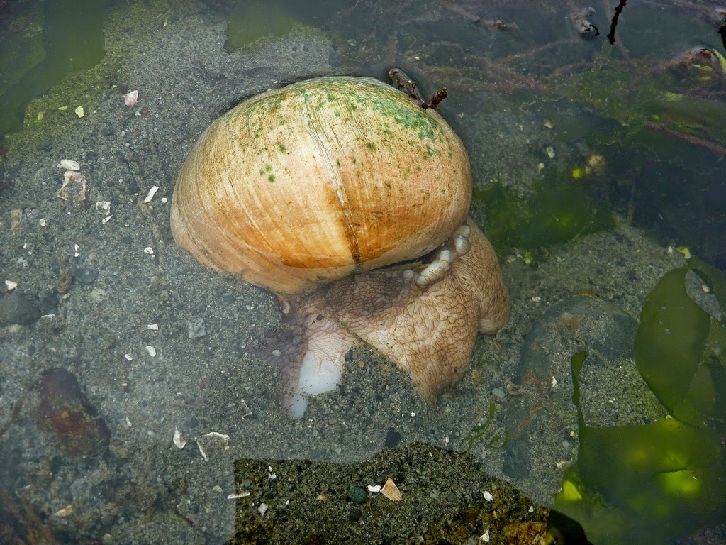 Buzz's Marine Life of Puget Sound: HOW TO COMPLETELY RUIN A GUY'S FATHER'S DAY