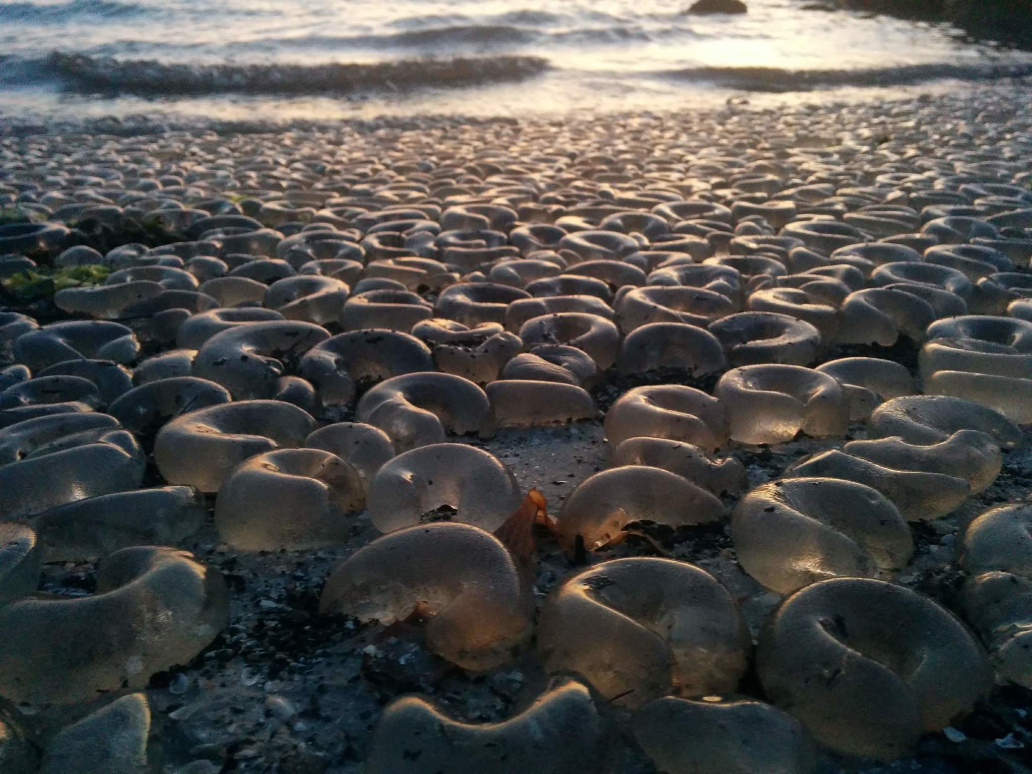 Moon Snail Wallpapers Wallpaper Cave