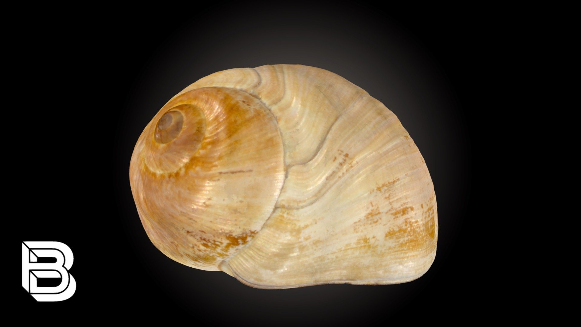 Lewis's Moon Snail Shell model by The Bishop Museum of Science and Nature [4e2d106]