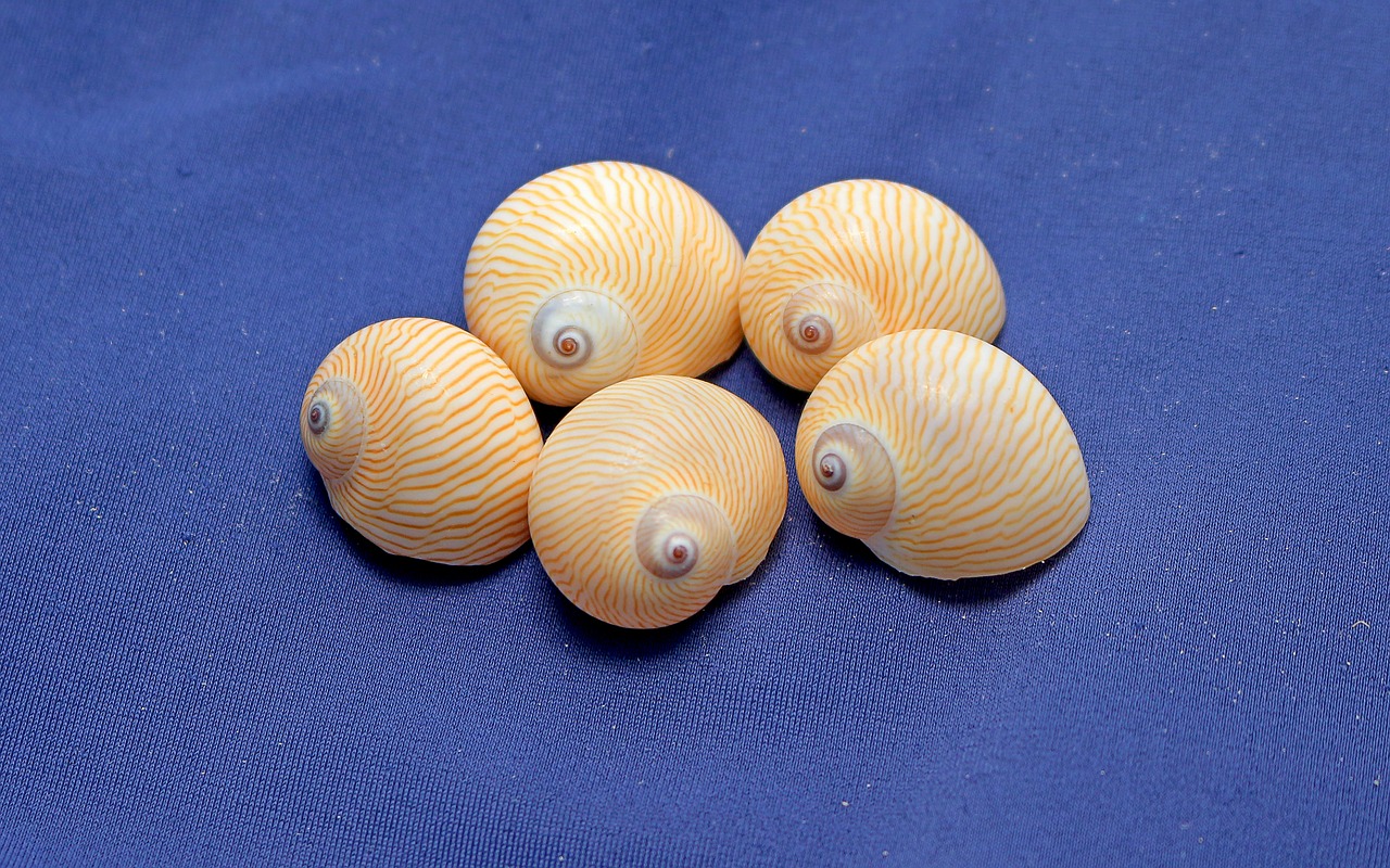 Download free photo of Snails, shells, gastropods, marine, moon snail