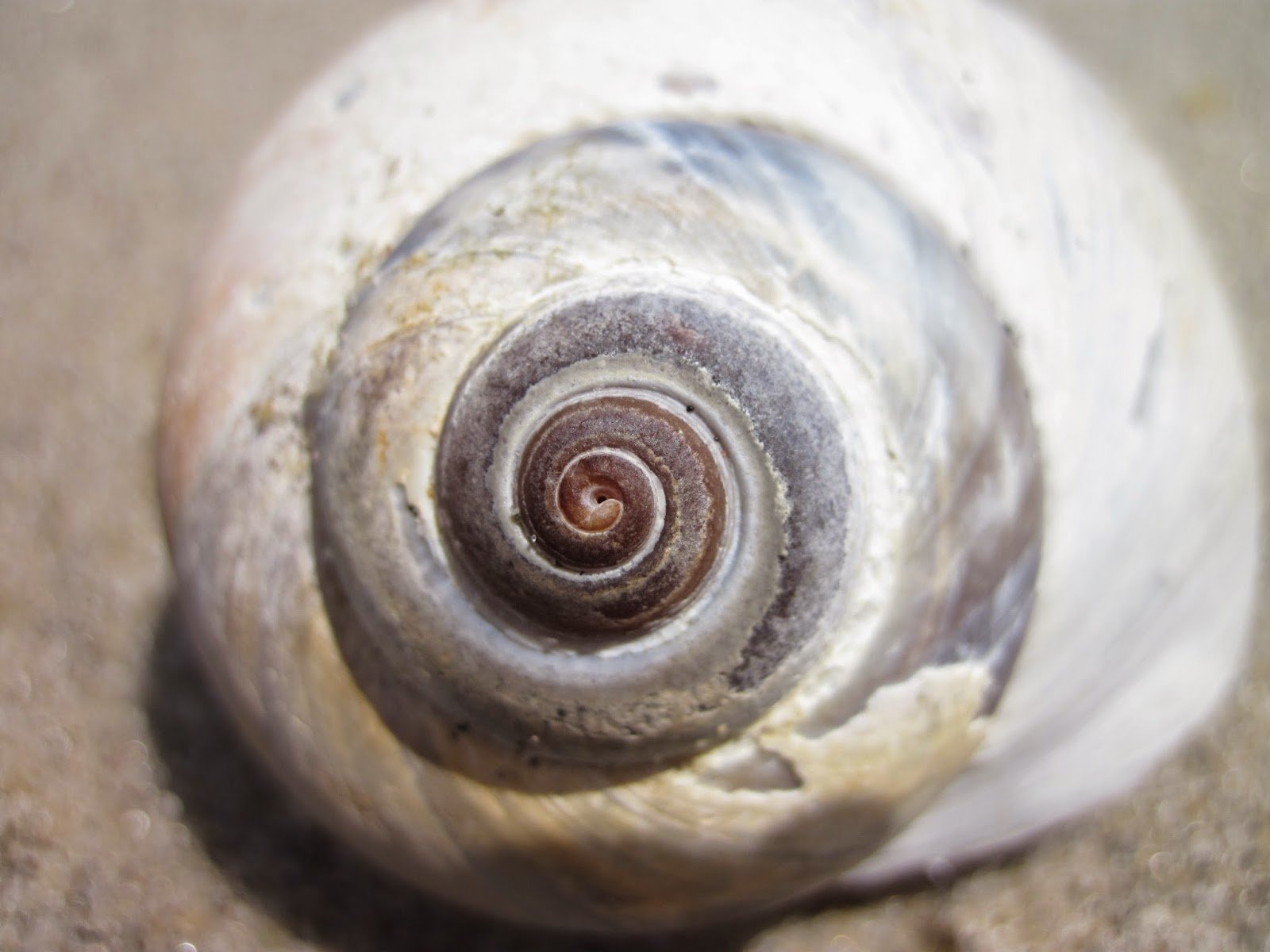 Moon Snail Wallpapers - Wallpaper Cave