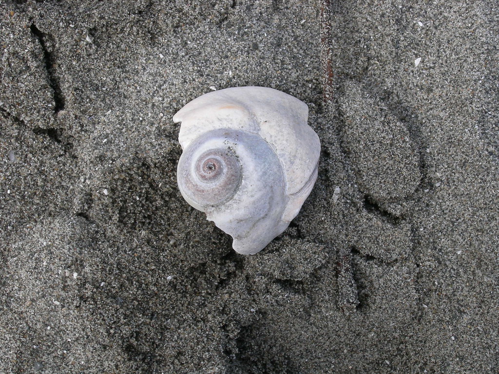 Moon snail shell (partial)