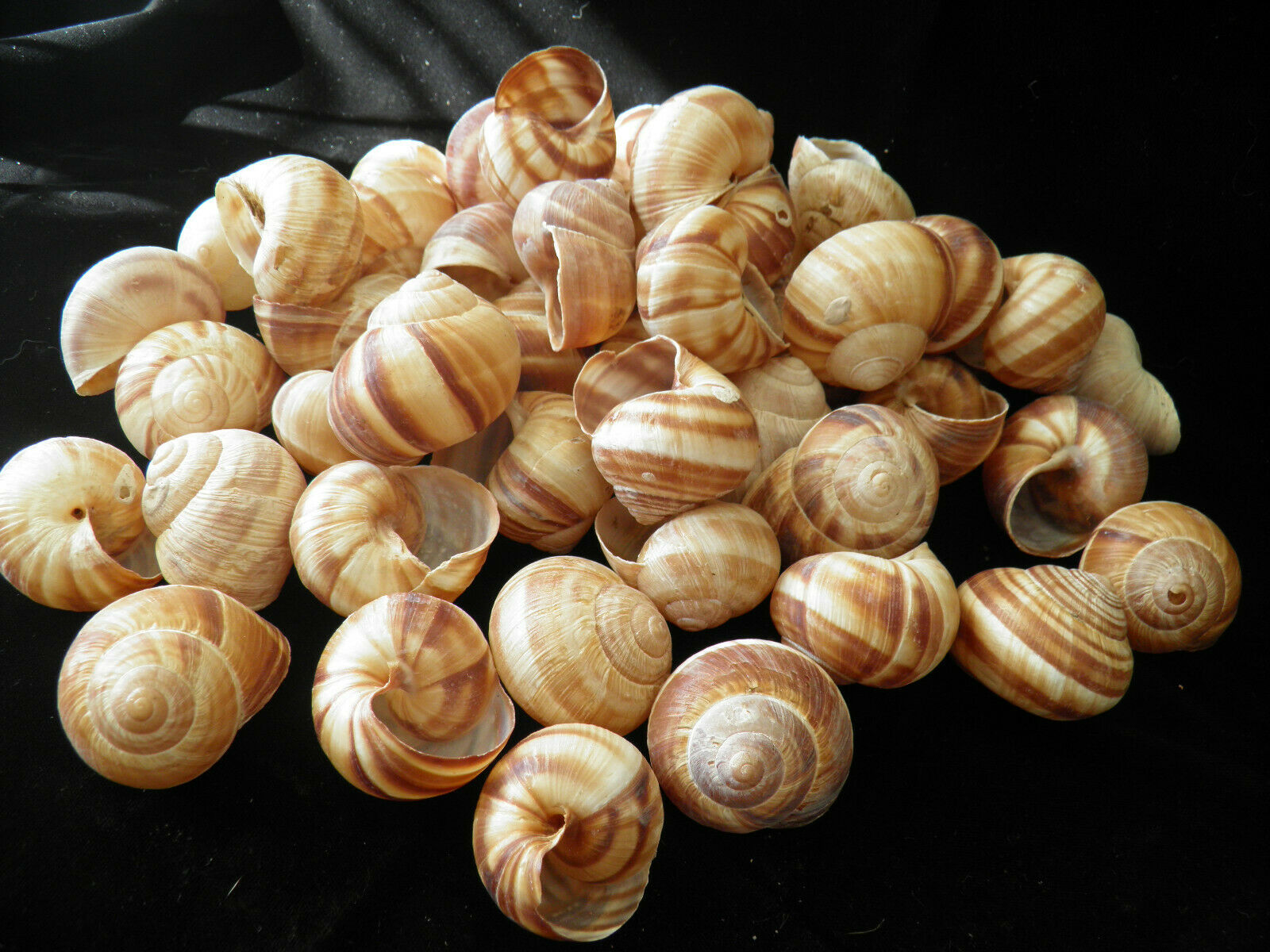 Nautica Vitellus Center Cut Calf Moon Snail Shells 19mm. 25mm. 34 1 14 2 Shells Embellishments Shells Efp.osteology.org