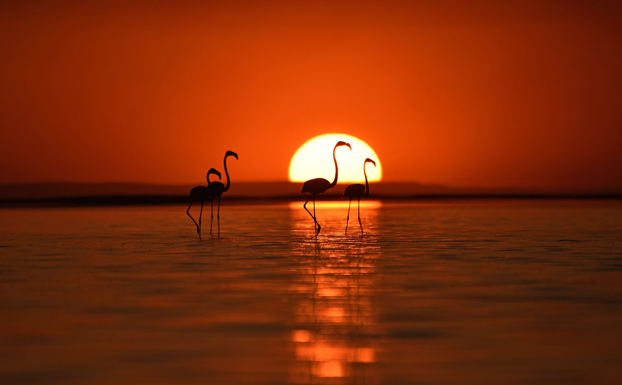 Photos: A Flamboyance of Flamingos