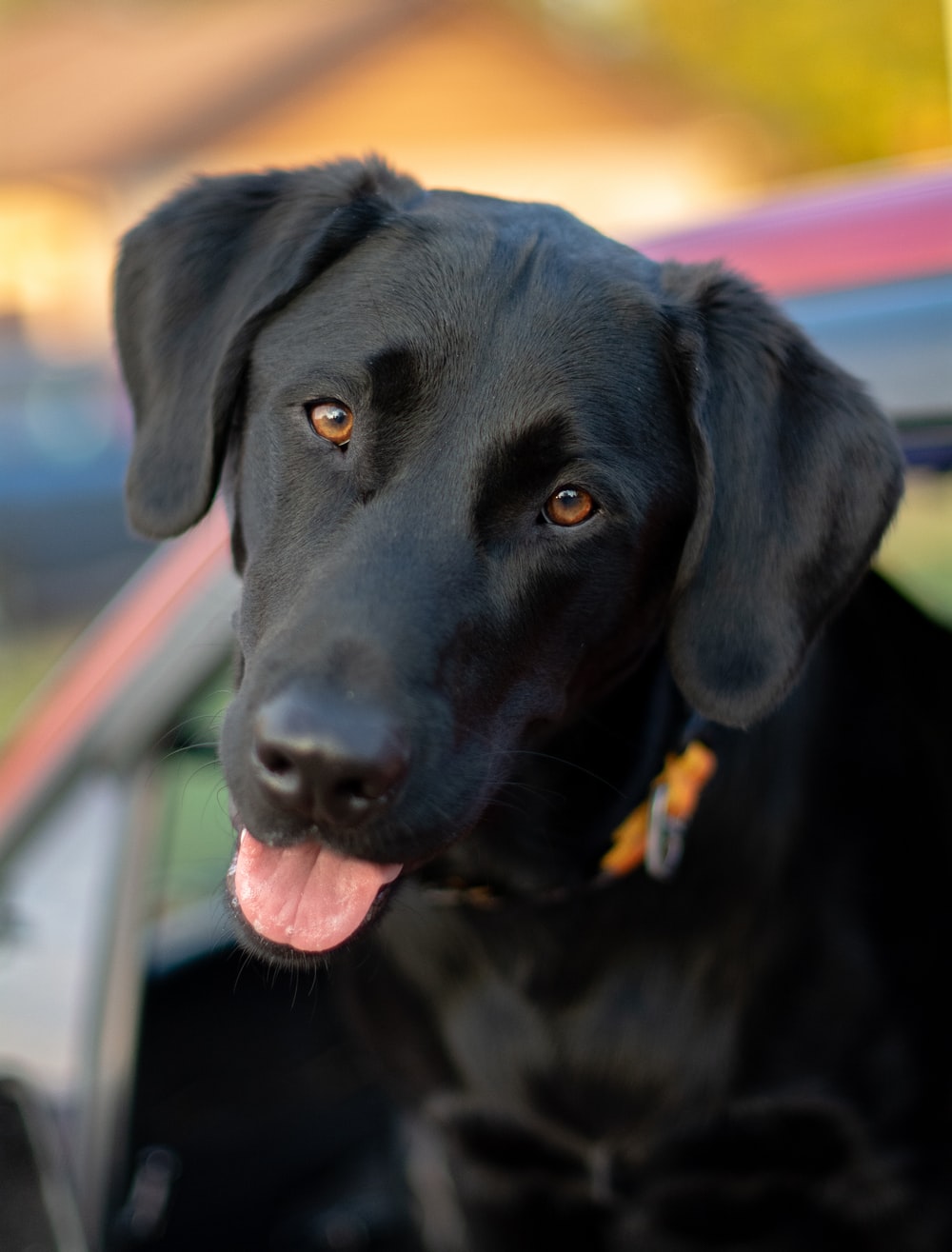 Black Labrador Picture. Download Free Image