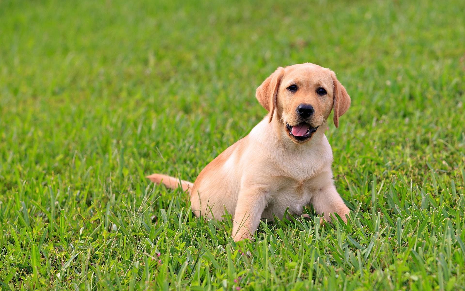Preview Yellow Lab Puppies. Cute labrador puppies, Cute puppy wallpaper, Yellow lab puppies