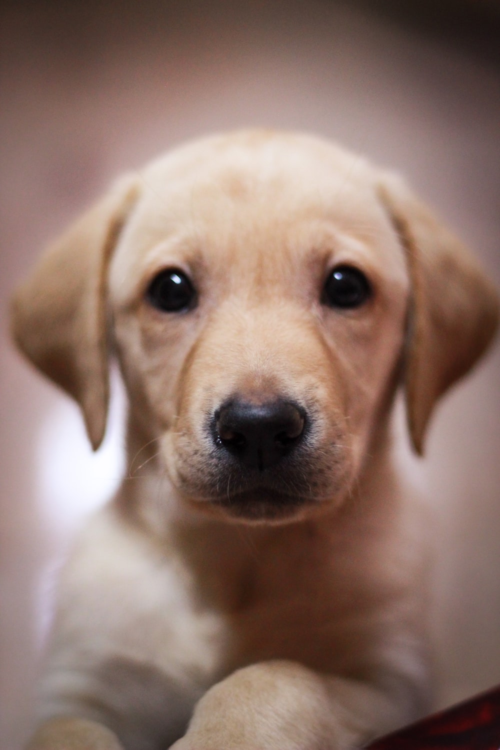 Labrador Picture. Download Free Image