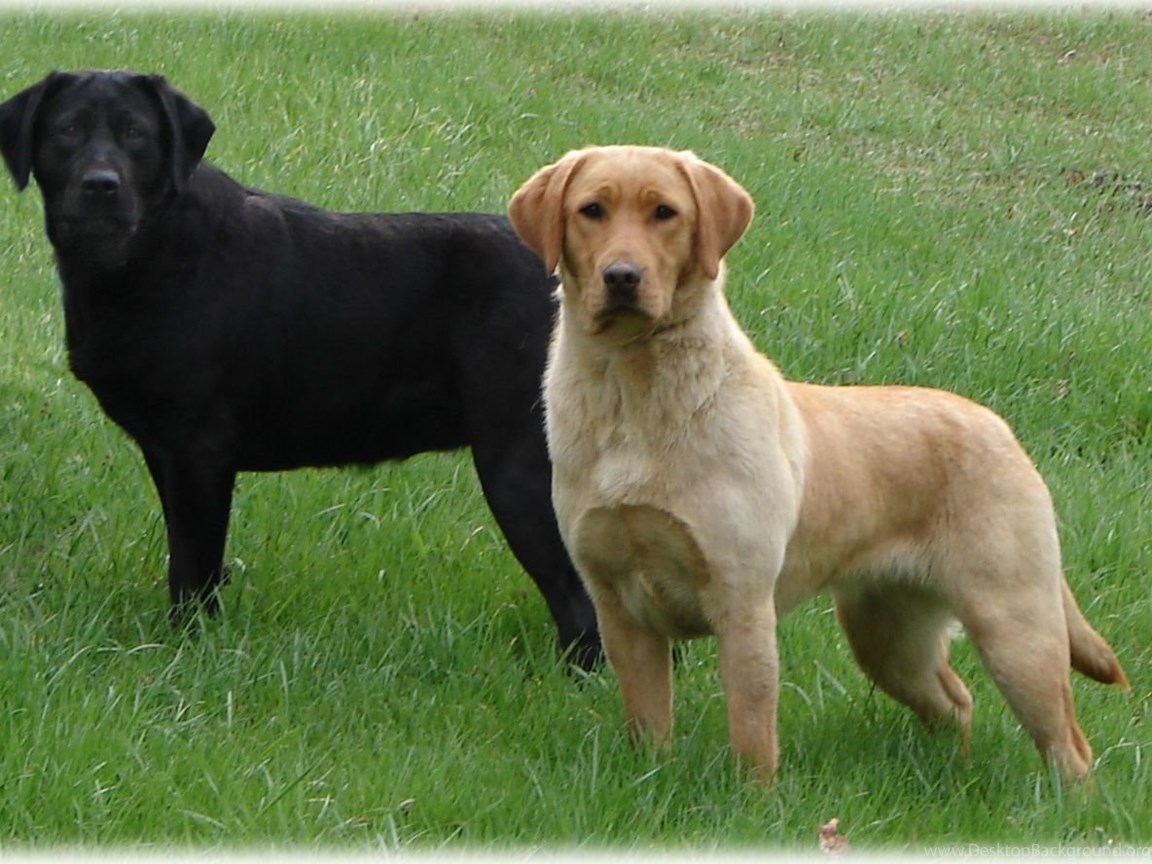 Black and Golden Labrador Dog Wallpaper Desktop Background