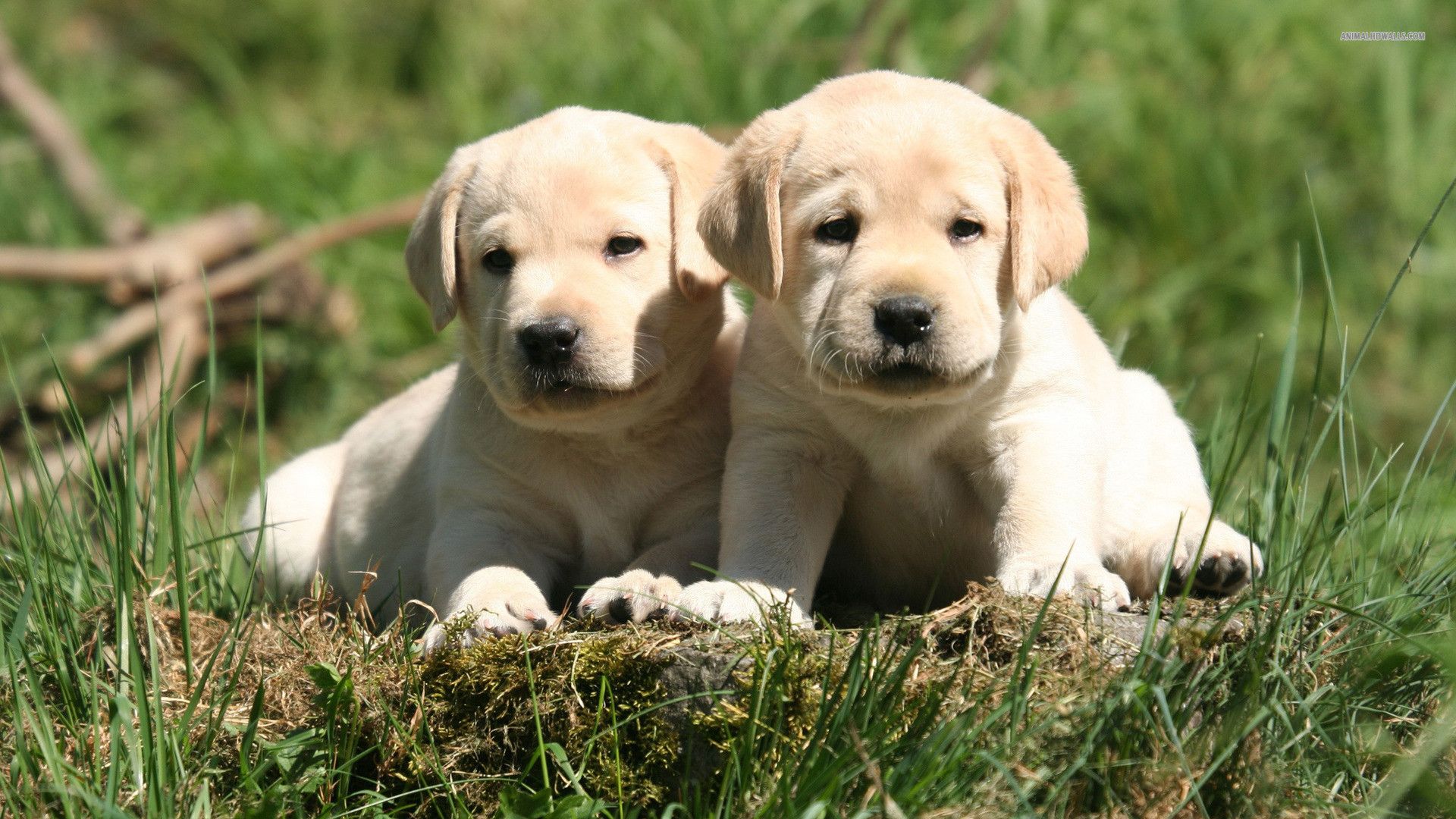 Cute Black Lab Puppies Wallpaper