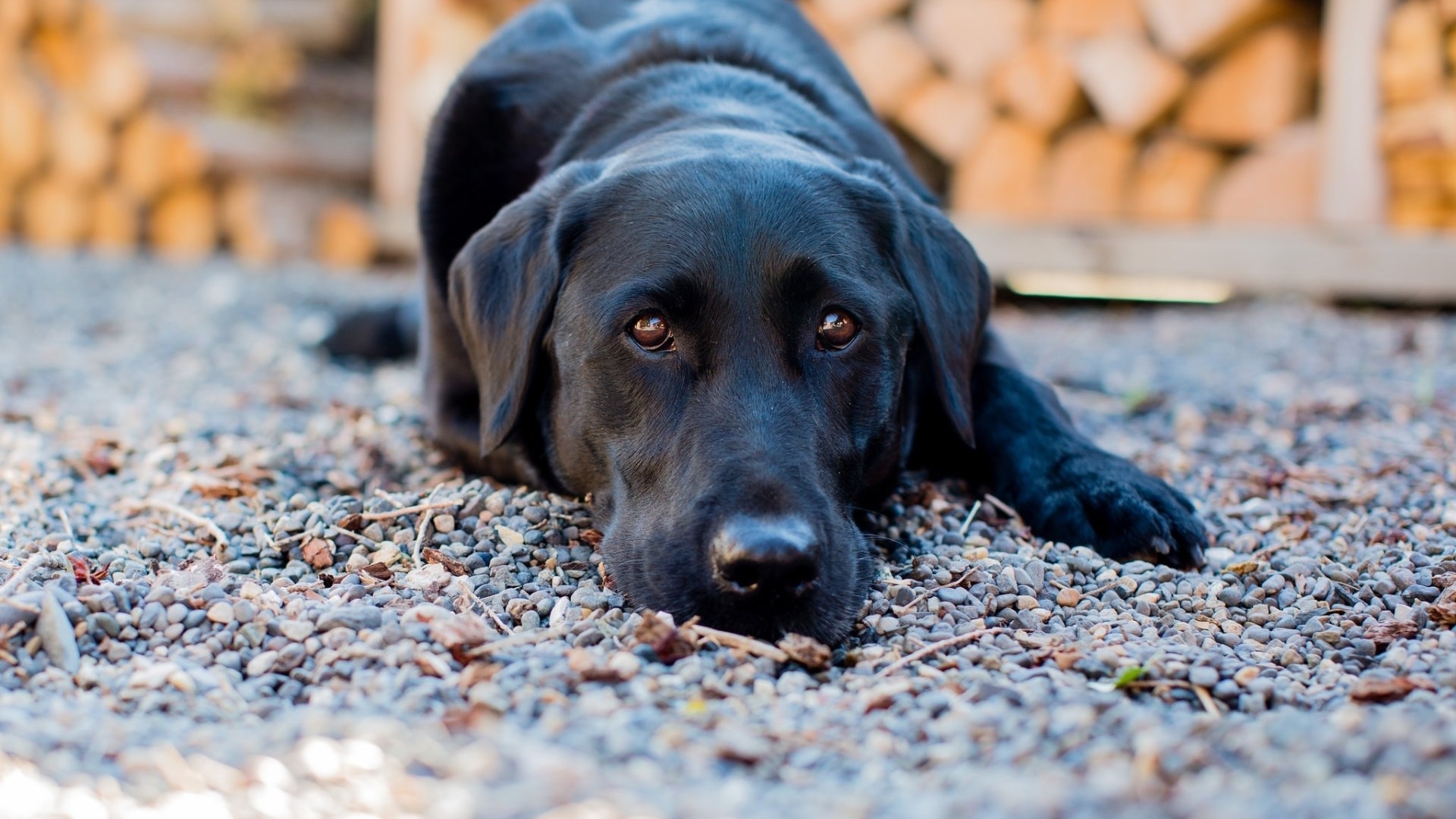 labrador HD wallpaper, Background