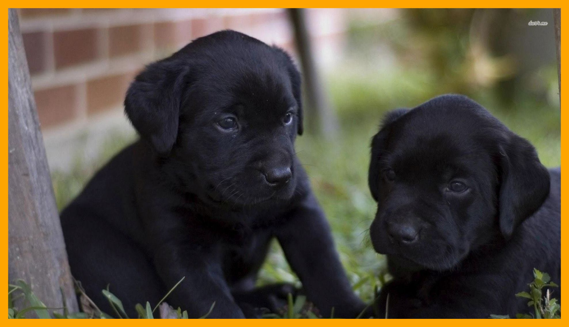 Black Labrador Wallpaper On Wallpaperplay Data Src Black Lab Puppy Background