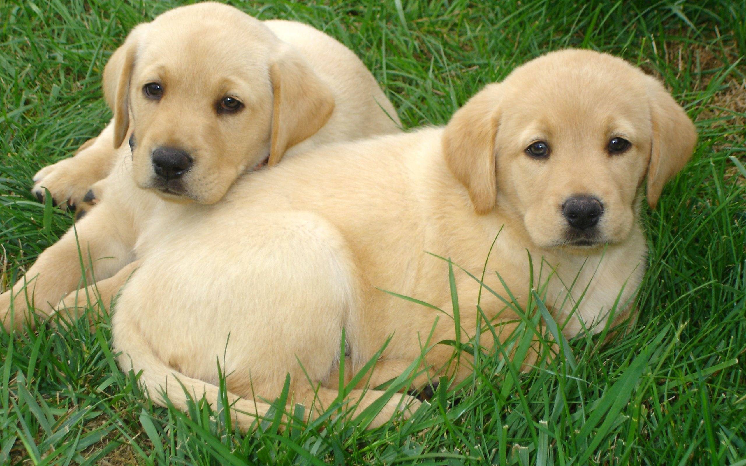 labrador retriever HD wallpaper, background