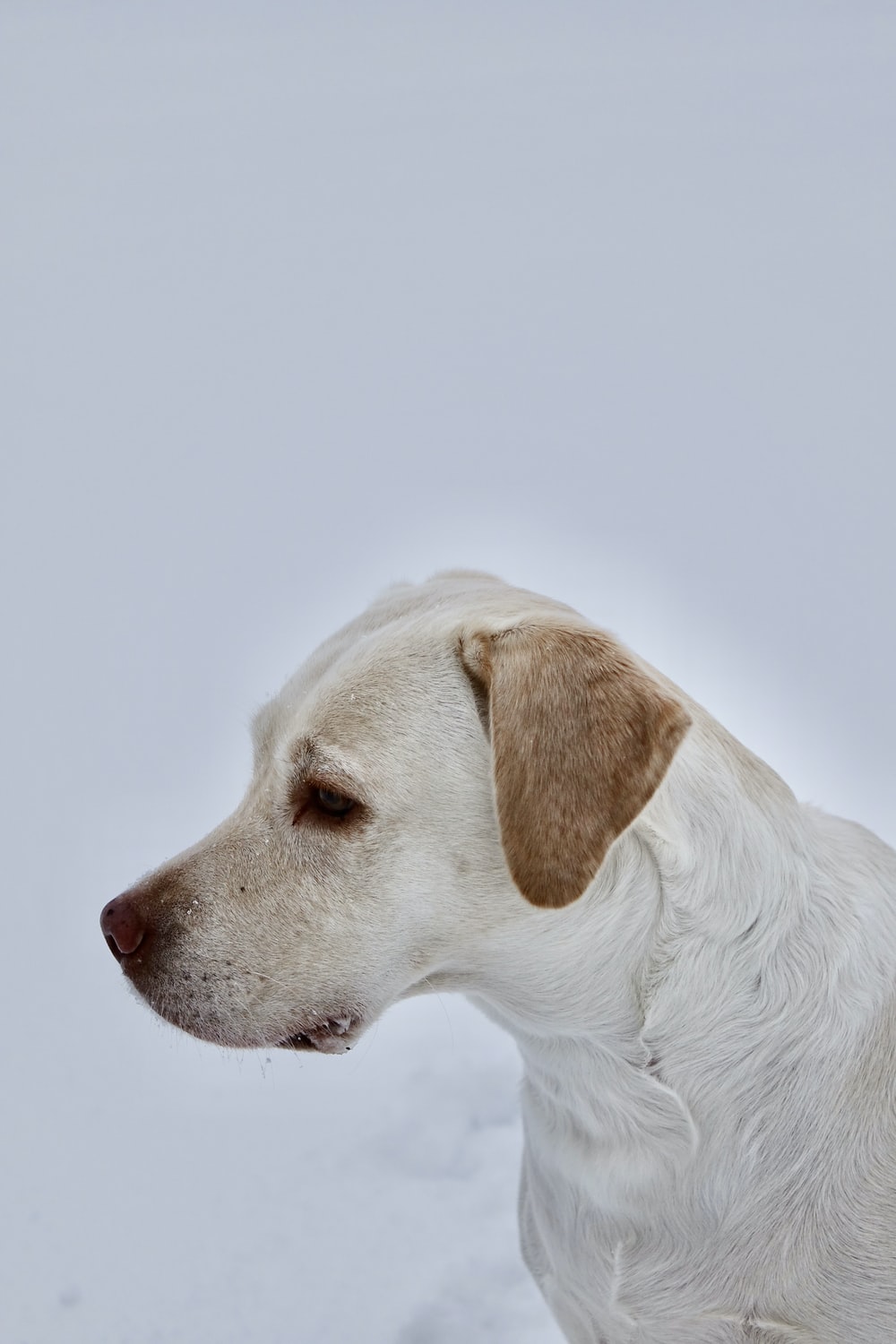 Yellow Labrador Picture. Download Free Image