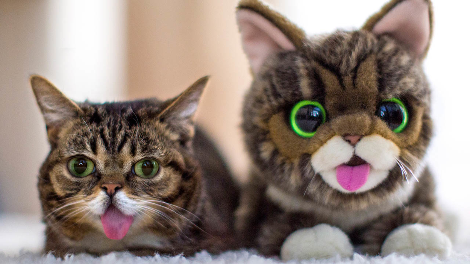 самые смешные кошки в мире фото