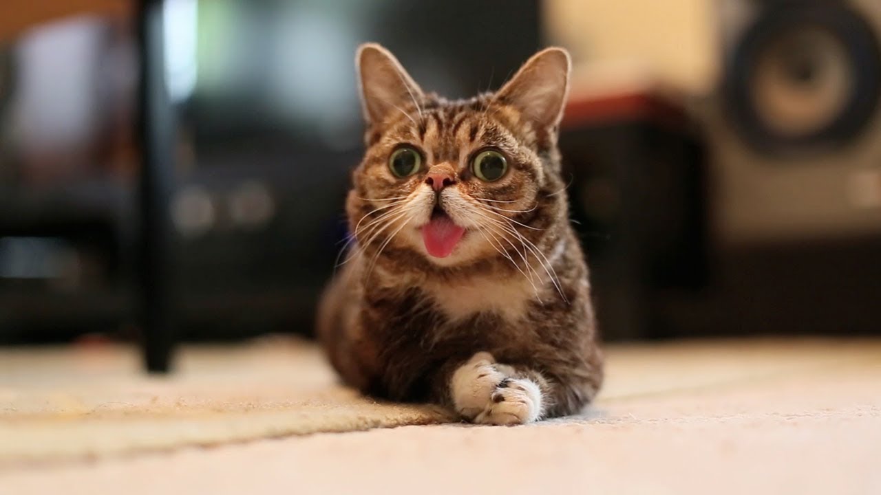 lil bub iphone wallpaper