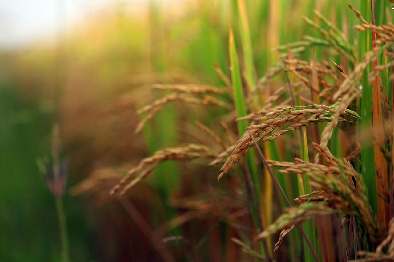 Nuakhai in Odisha in 2021