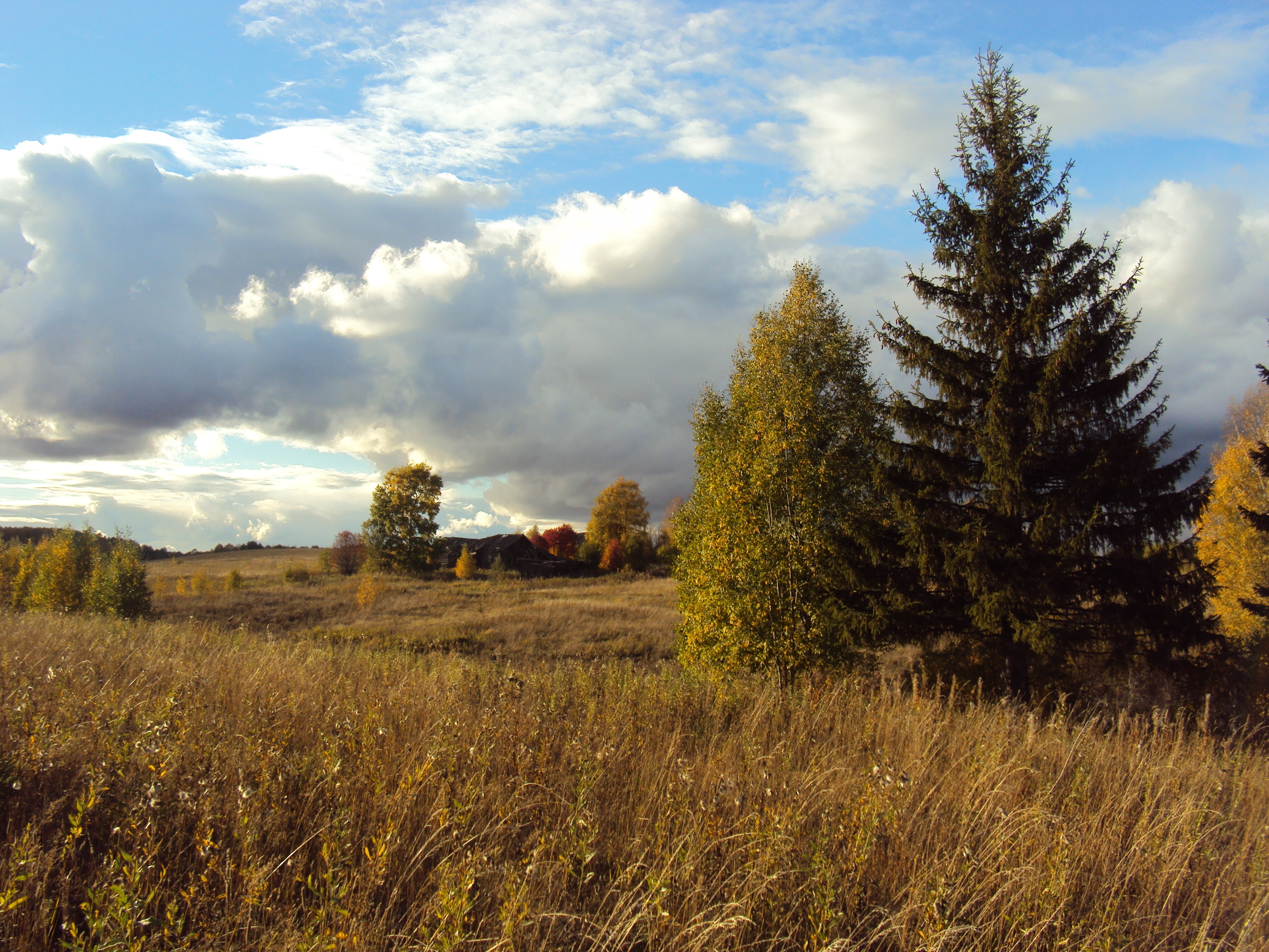 Wallpaper, field, autumn, grass, faded, glade, meadow, fir tree, trees 3648x2736