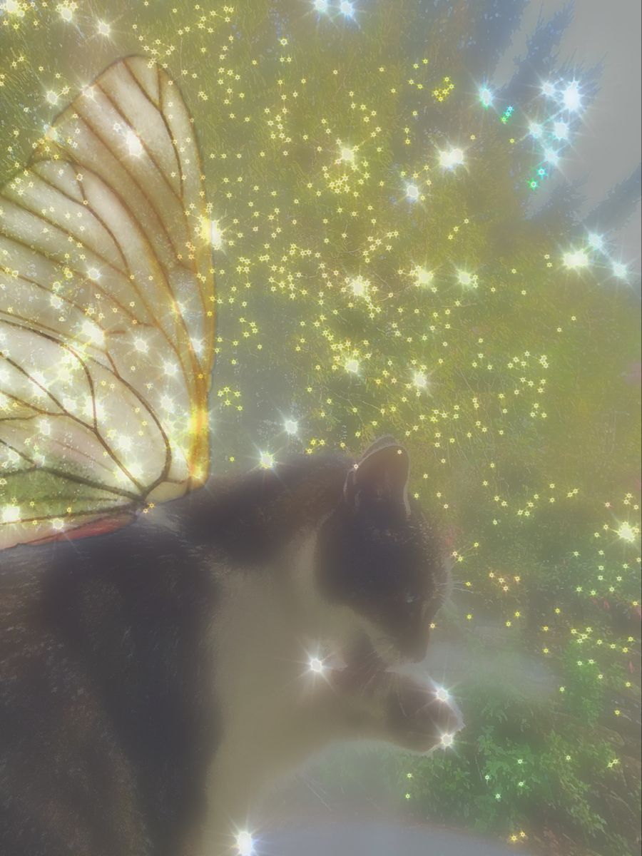 fairy cat. Cat aesthetic, Baby cats, Cottagecore cat