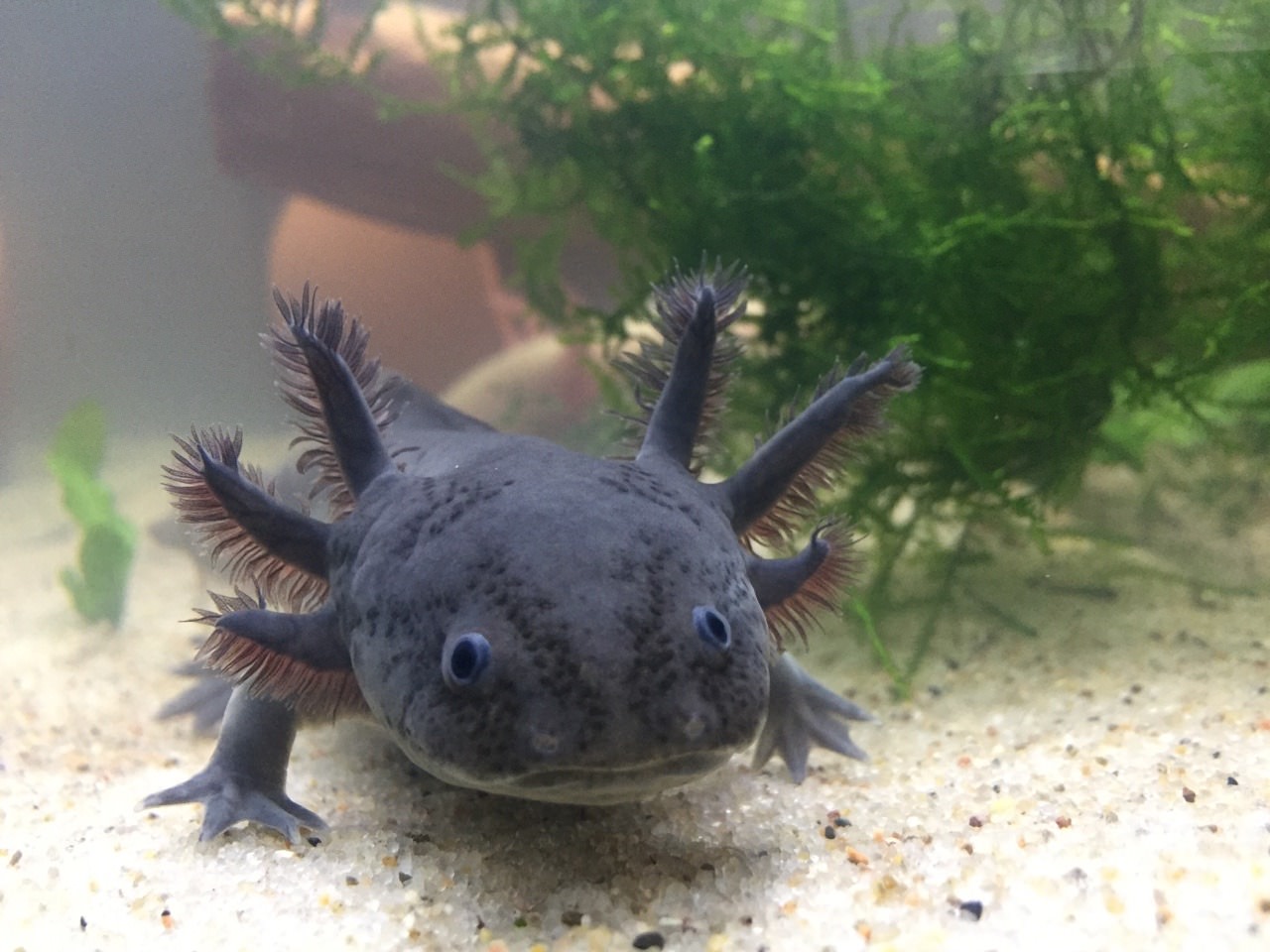 Black Axolotl