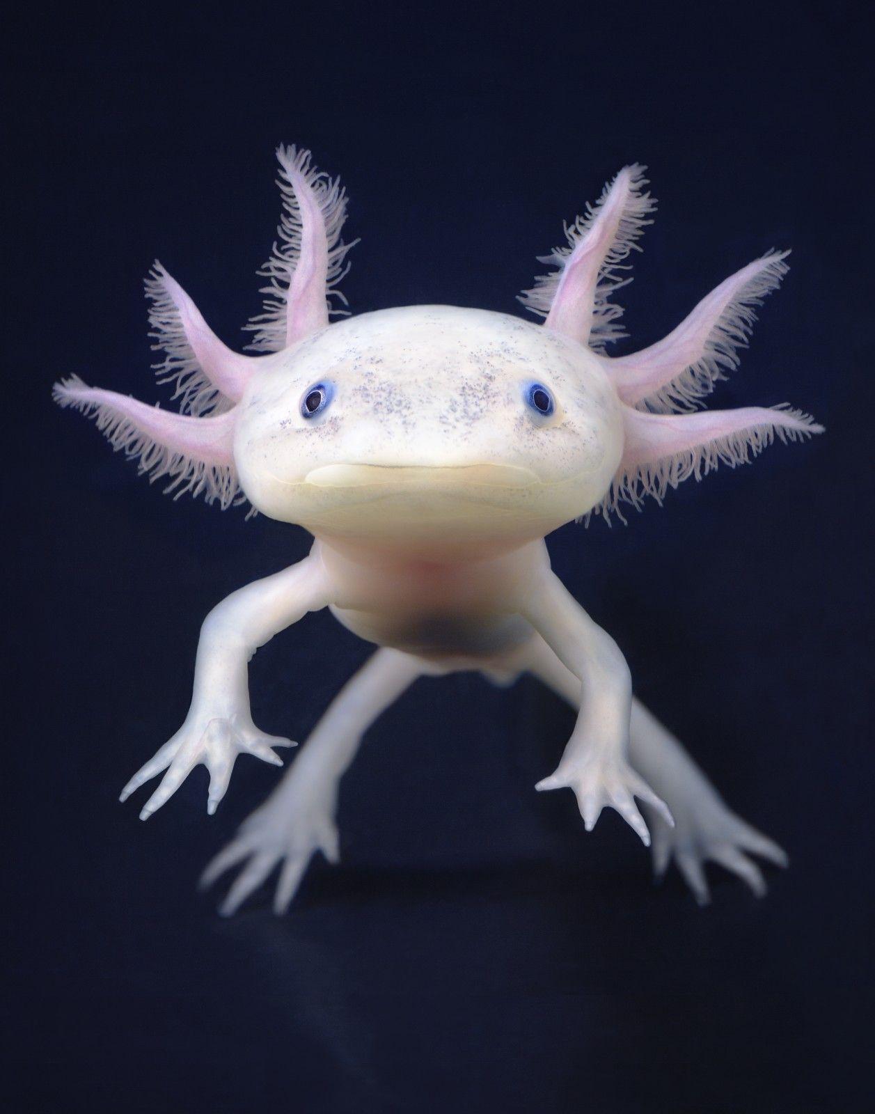 Axolotl Wallpaper