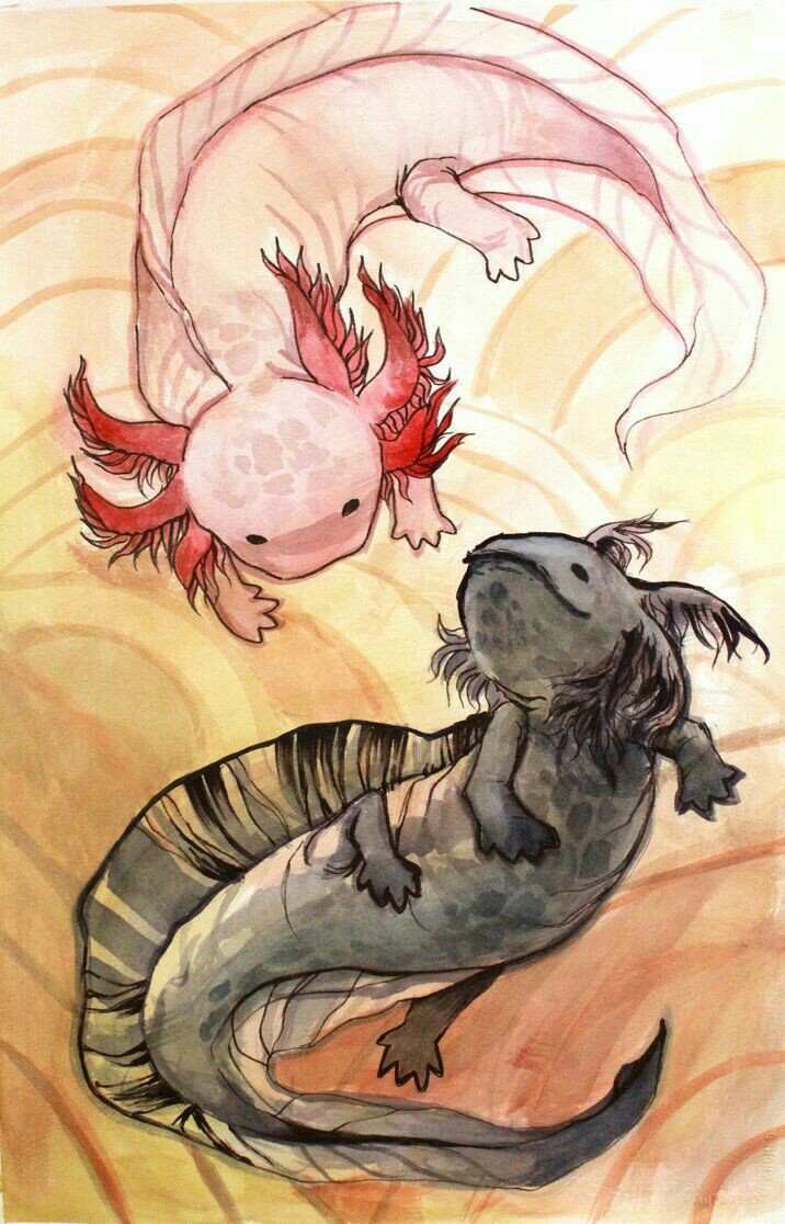 Axolotl shared