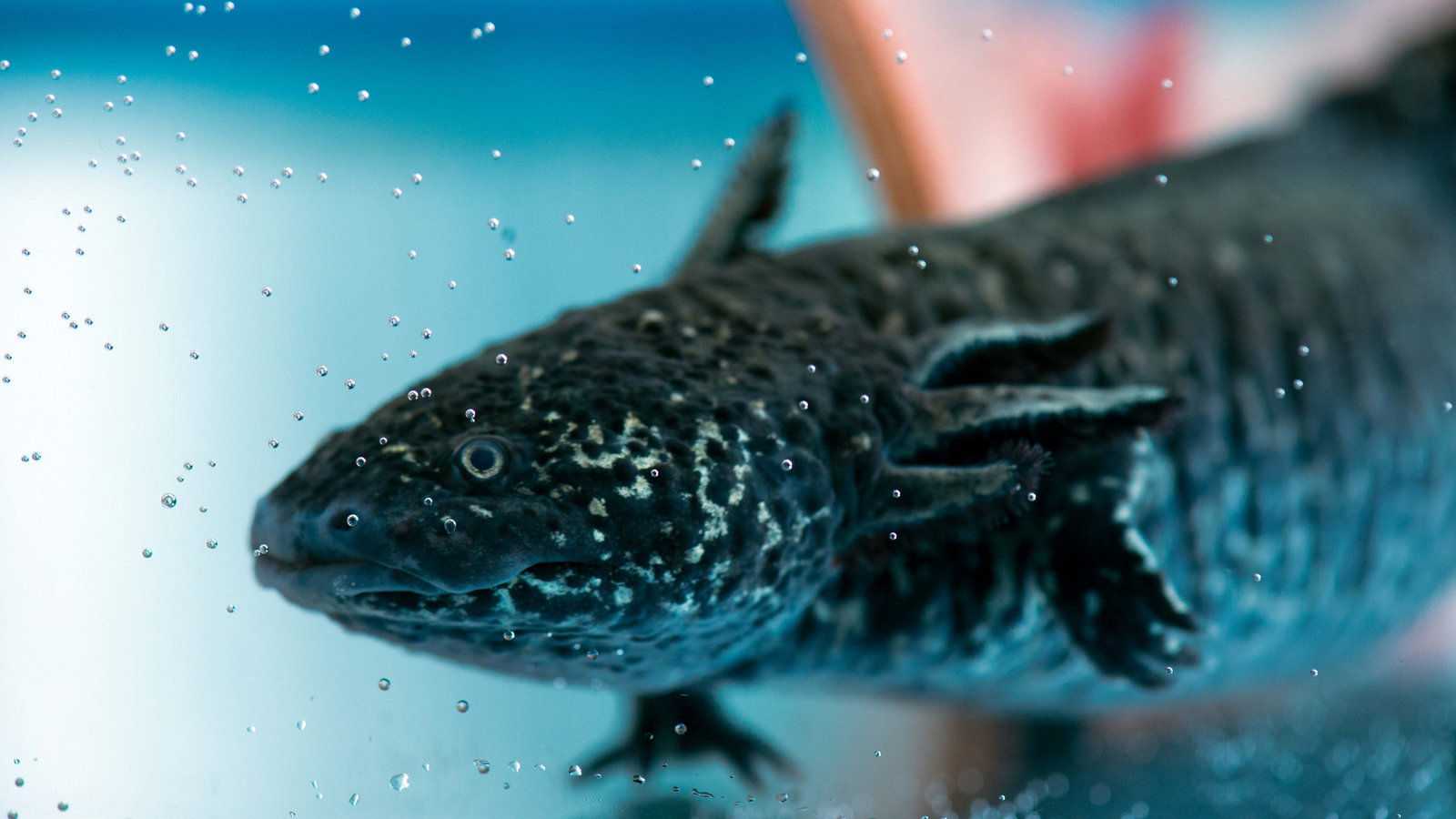 Seeking Superpowers in the Axolotl Genome