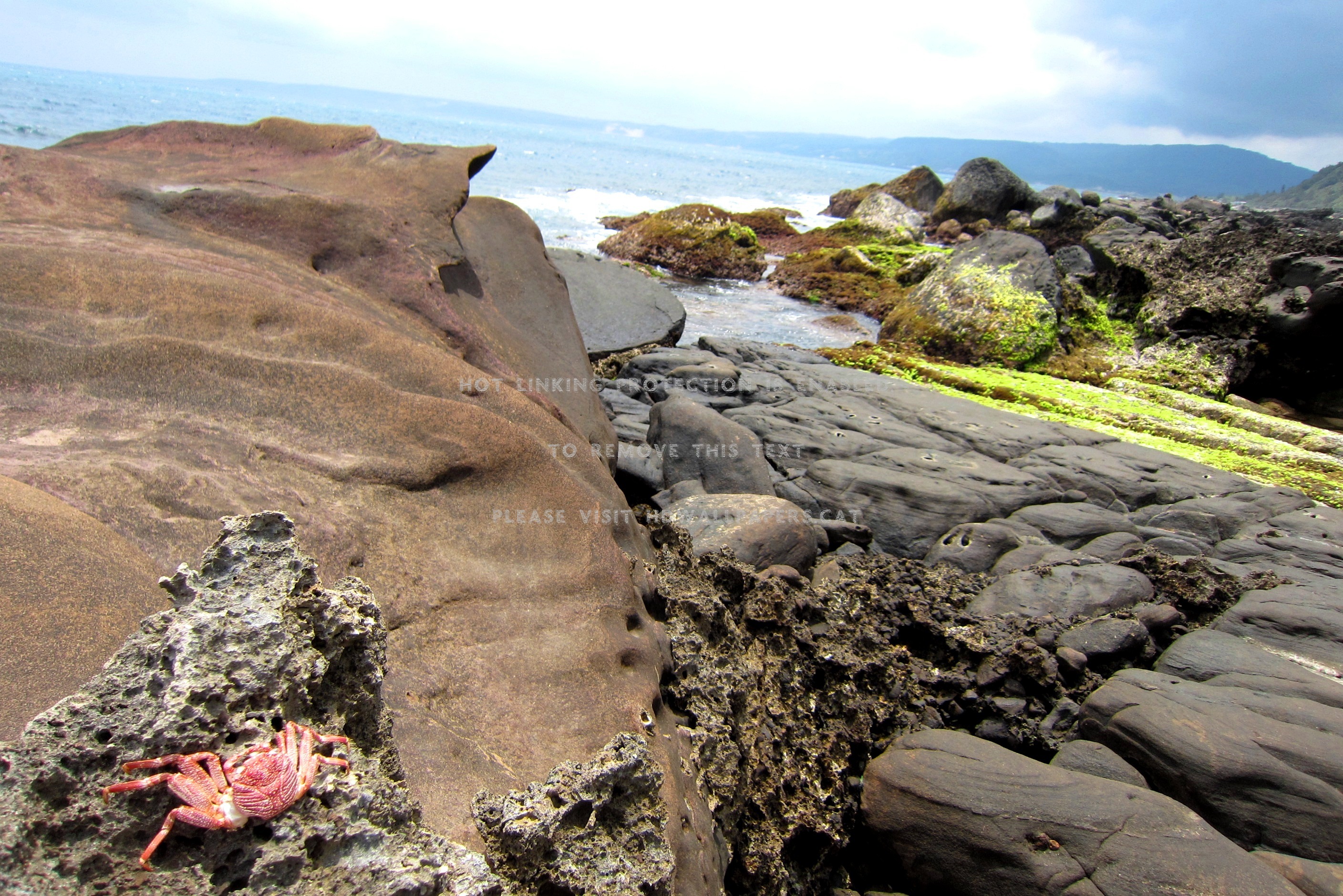 marine abrasion landscape wave crab sea