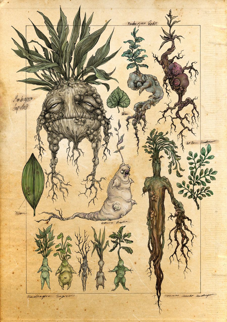 Mandragora radix. Drawings, Botanical art, Botanical illustration