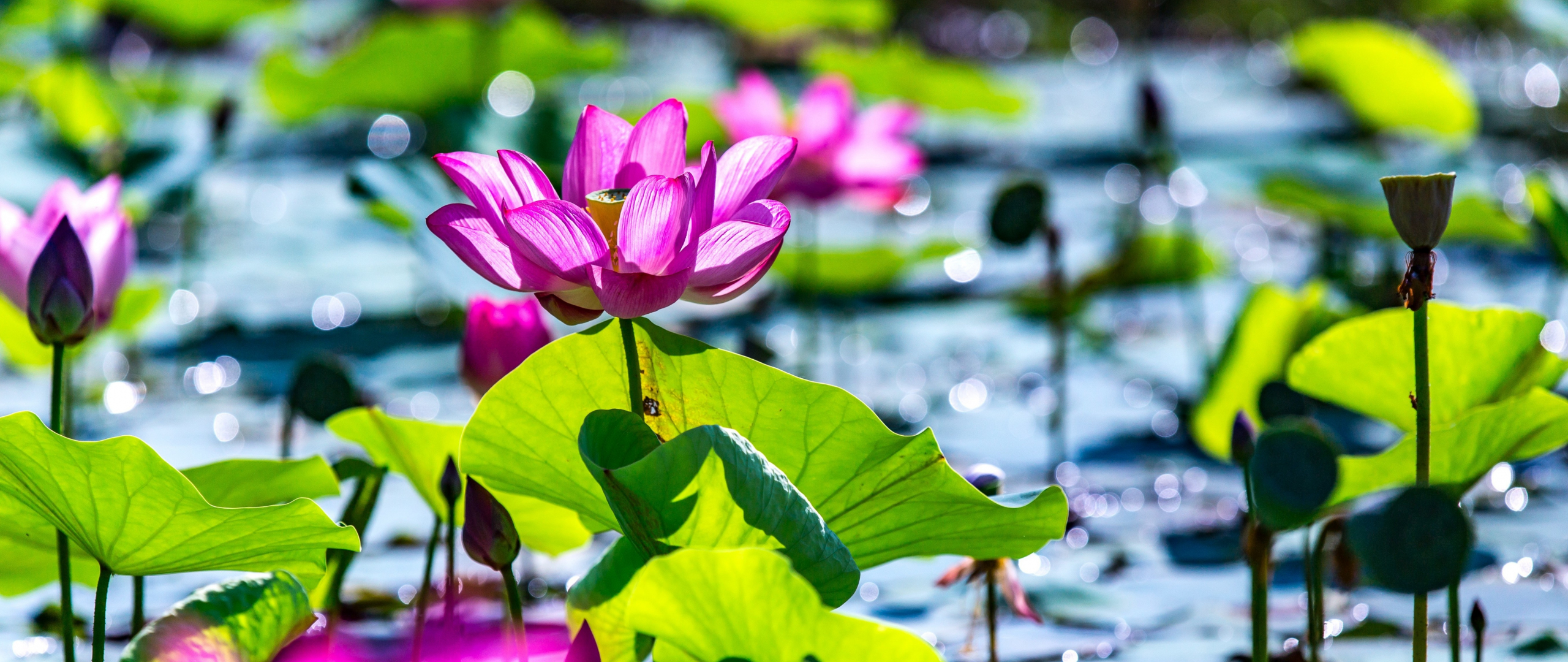 Desktop Wallpaper Lotus, Pond, Leaves, Plants, Bokeh, 5k, HD Image, Picture, Background, 486632