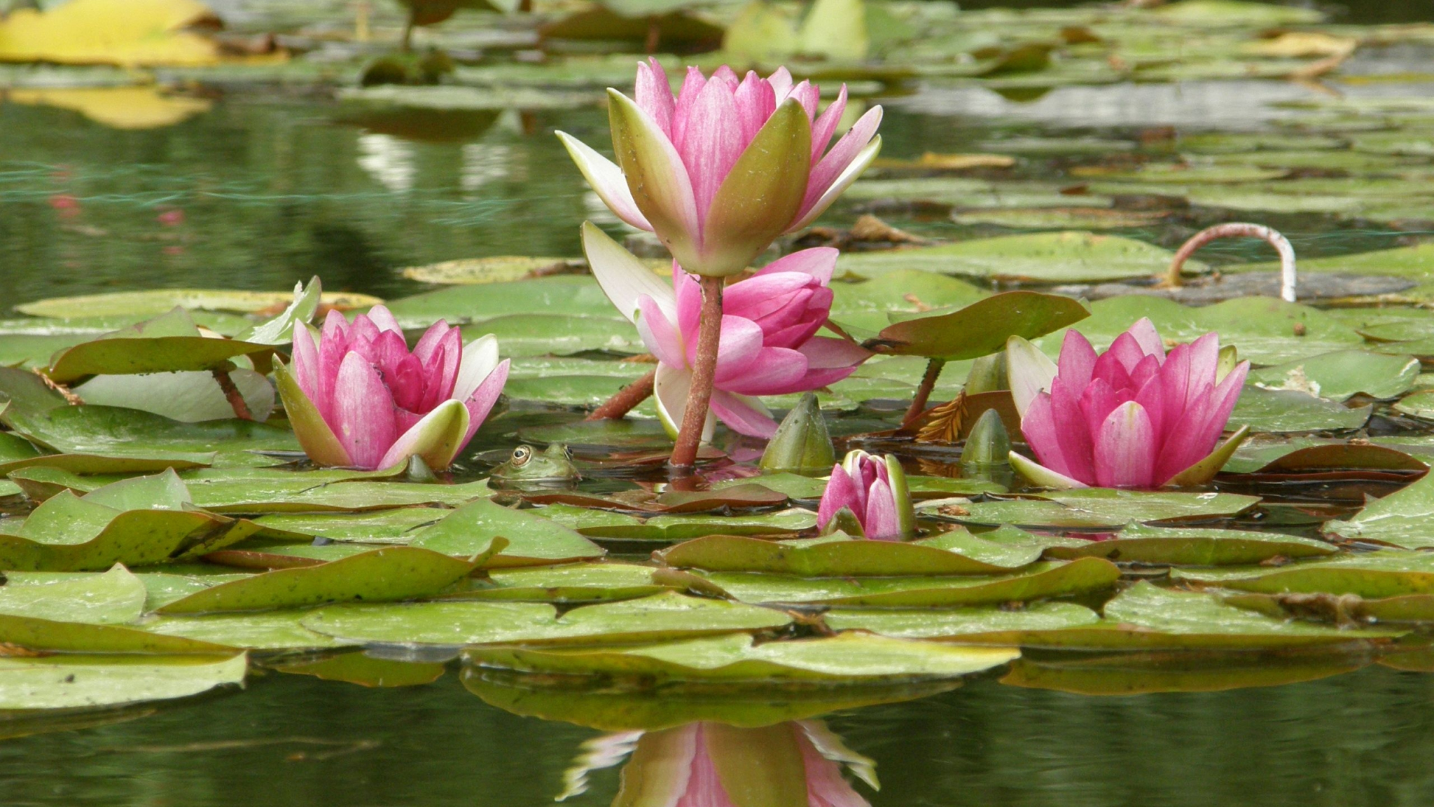 Desktop Wallpaper Lotus Flowers, HD Image, Picture, Background, Fp3xpp