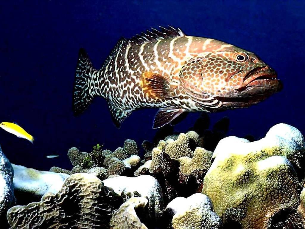 Tiger Yellowfin grouper photo and wallpaper. Cute Tiger Yellowfin grouper picture