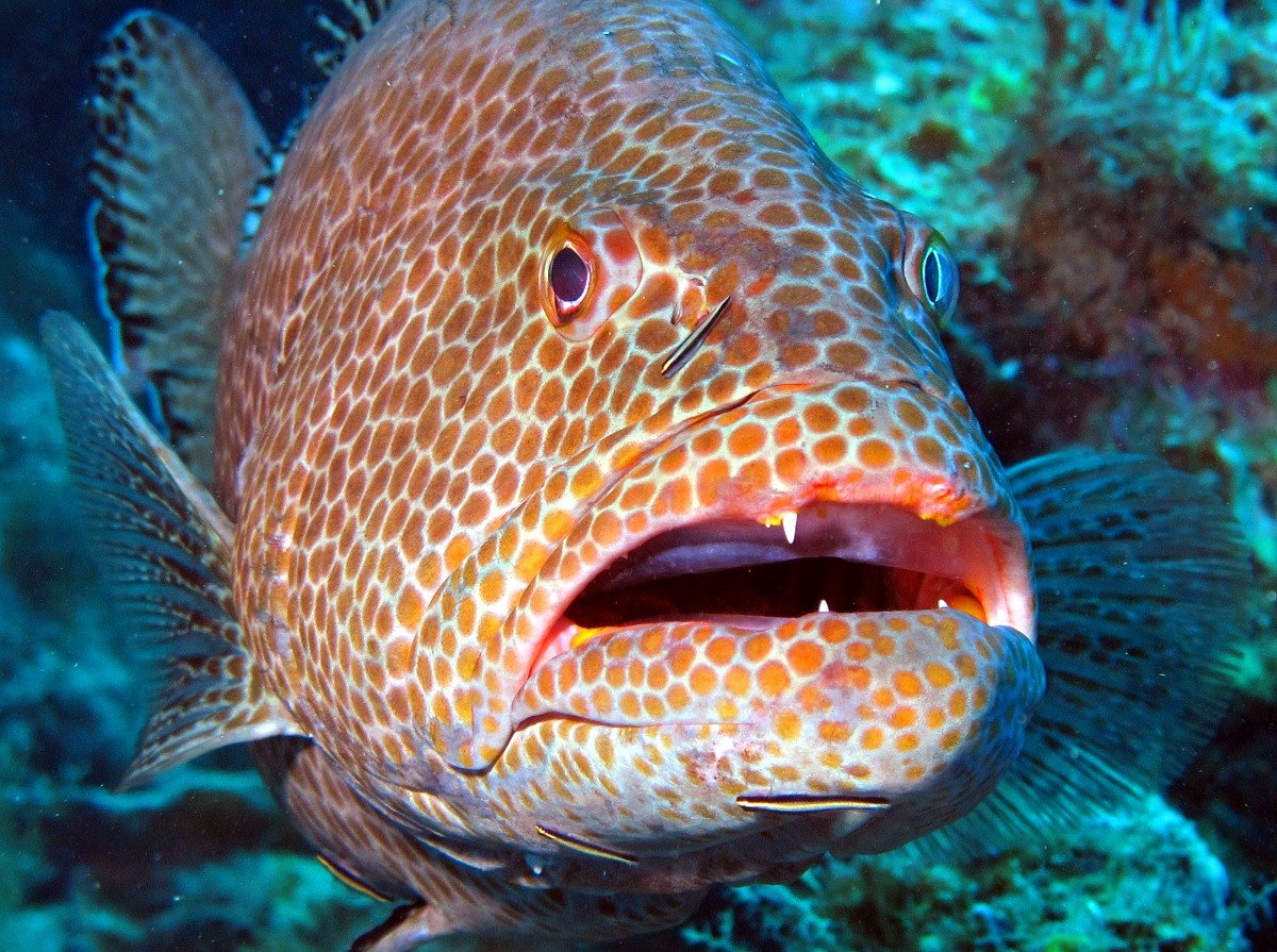 Funny Yellowfin grouper face photo and wallpaper. Cute Funny Yellowfin grouper face picture