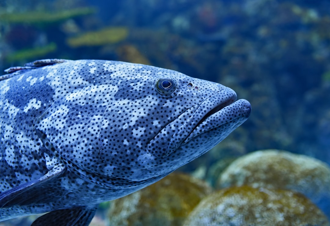 macro photography of gray grouper fish photo
