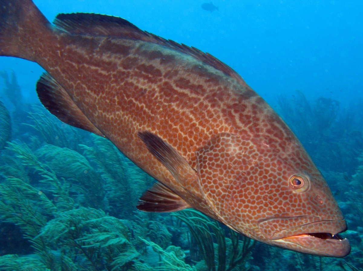 Yellowfin grouper side view photo and wallpaper. Cute Yellowfin grouper side view picture