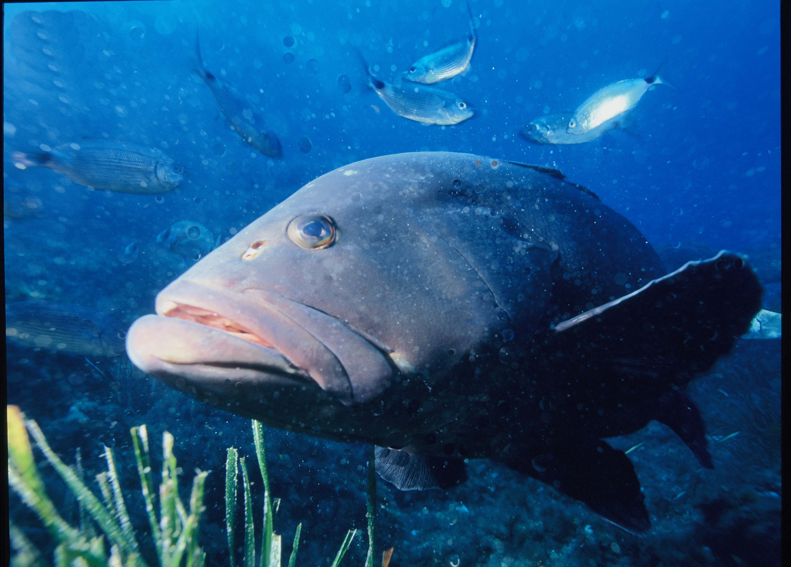 Dusky grouper photo and wallpaper. Nice Dusky grouper picture
